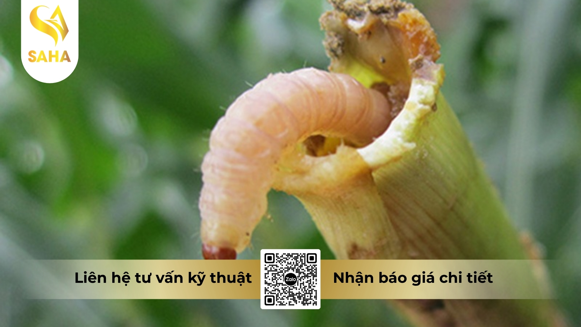 cau-hoi-thuong-gap.jpg