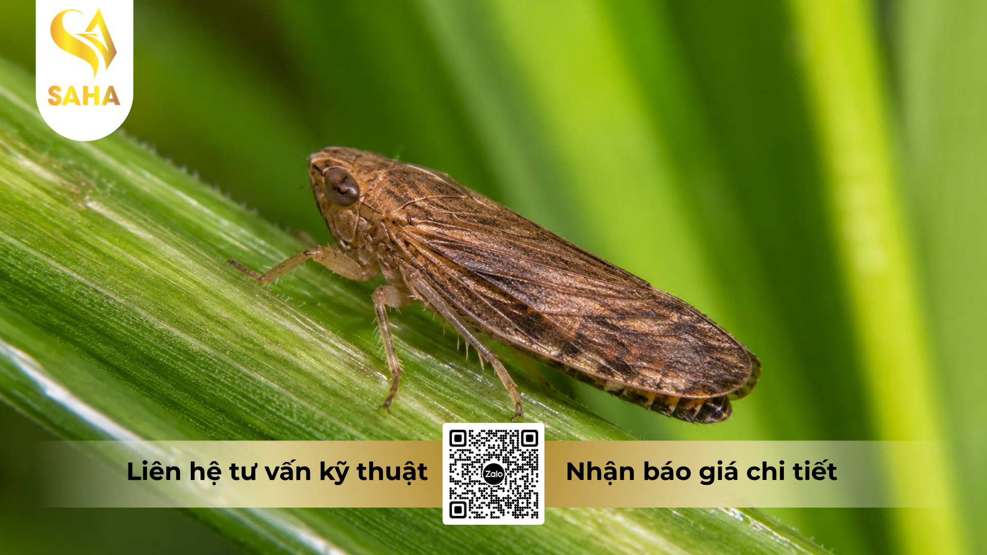 cong-dung-cua-thuoc-tru-sau-than-cong-gold-39wp-hieu-rong-sinh-doi.png
