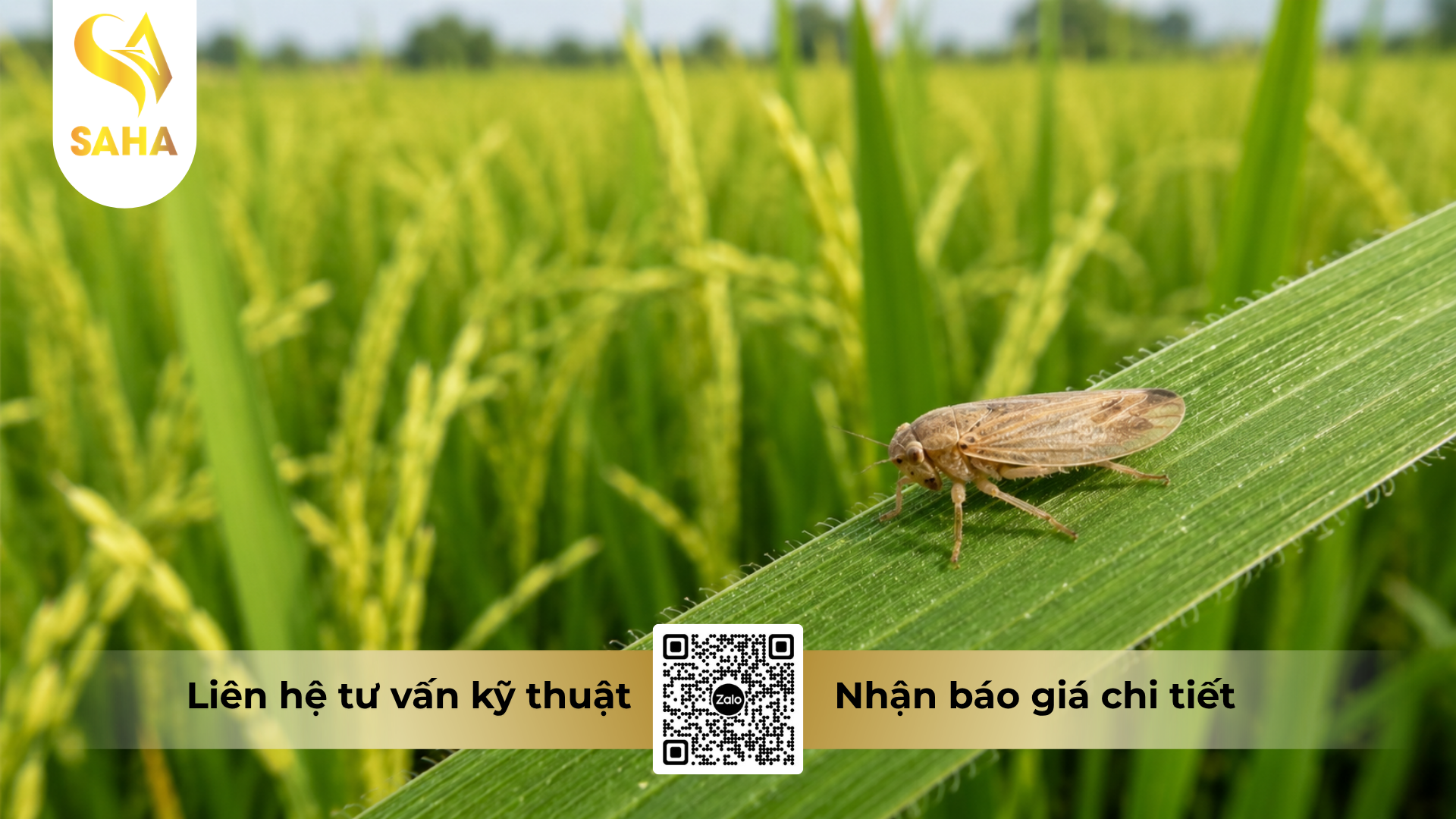 cong-dung-cua-thuoc-tru-sau-zheds-555wg-hieu-cat-up-555.png