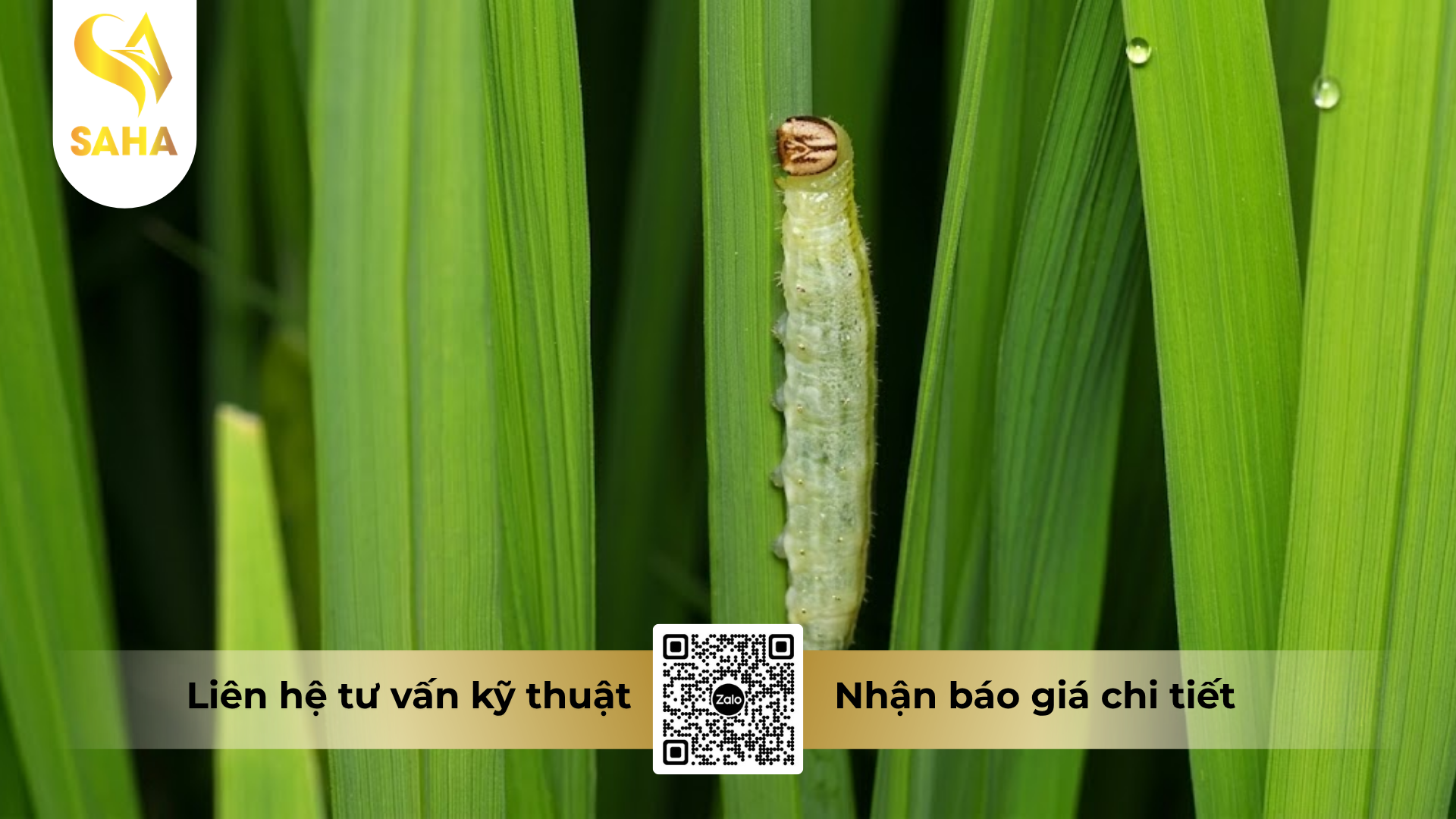 cong-dung-cua-thuoc-tru-sau-sinh-hoc-cao-cap-bemab-3-8ec.png