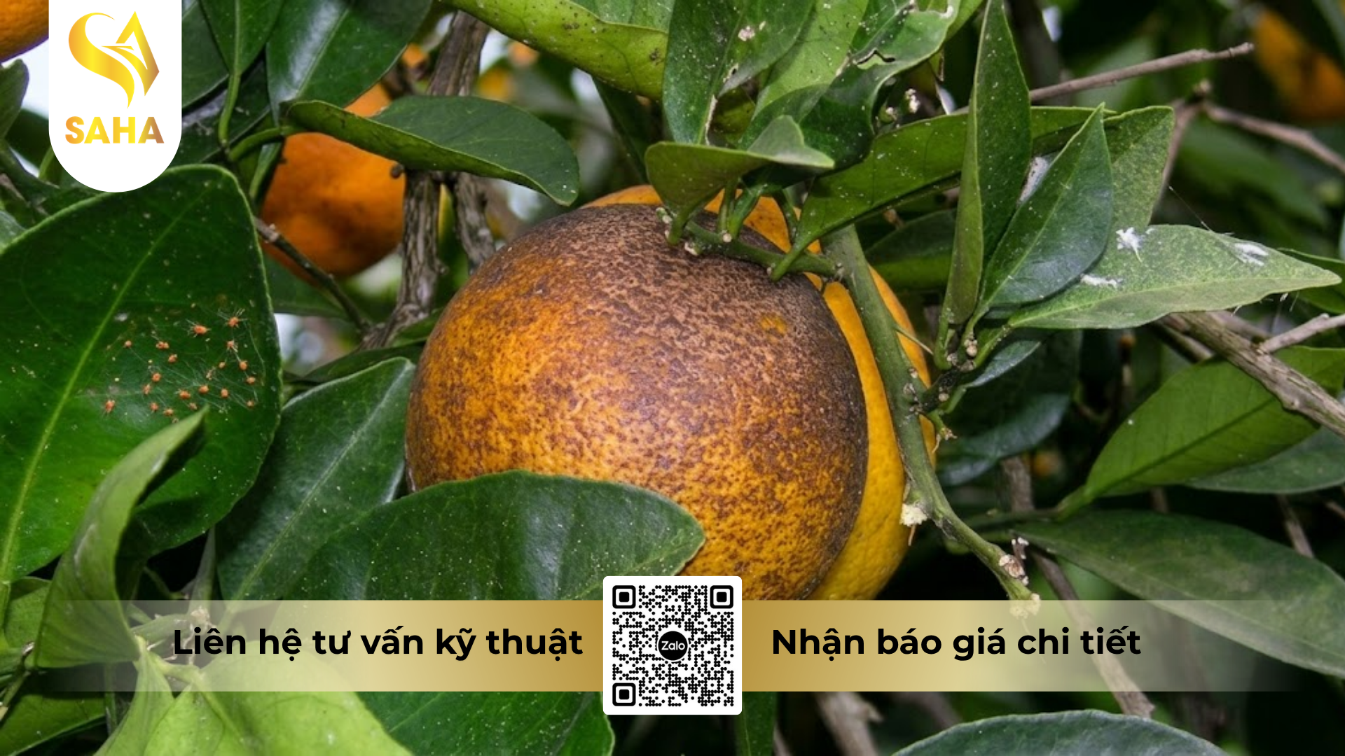 cong-dung-cua-thuoc-tru-sau-billaden-50ec-hieu-nimectin-50.png