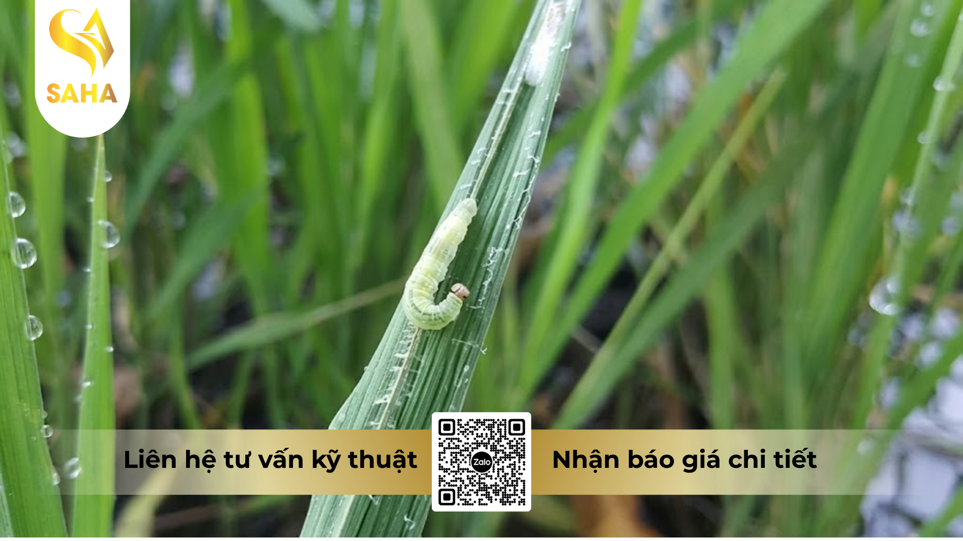 cong-dung-cua-thuoc-tru-sau-bnongduyen-4-0ec-hieu-pometin-4-0.png