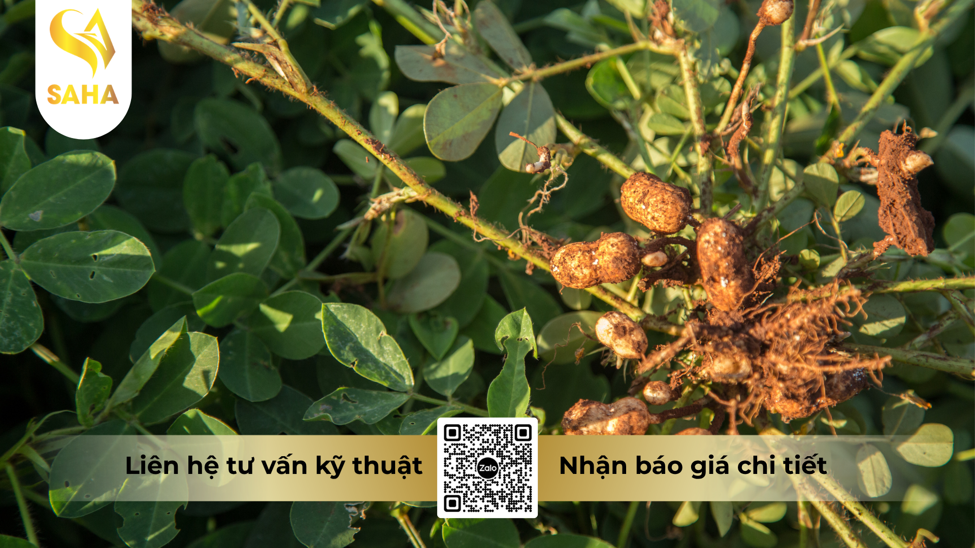 cau-hoi-thuong-gap-ve-thuoc-tru-sau-bach-tuong-64ec-hieu-emani-s40.png