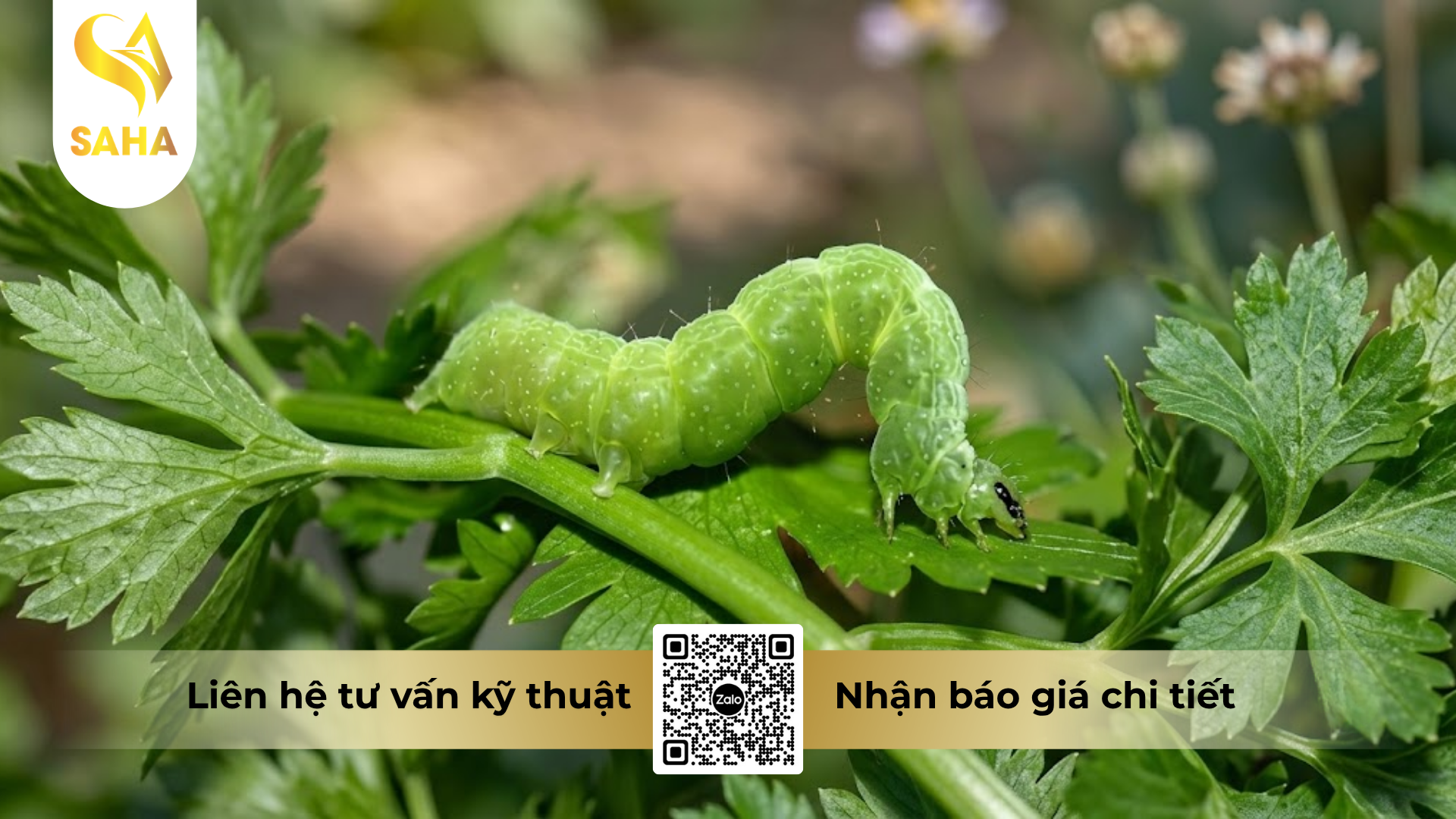 cong-dung-cua-thuoc-tru-sau-bach-tuong-64ec-hieu-emani-s40.png