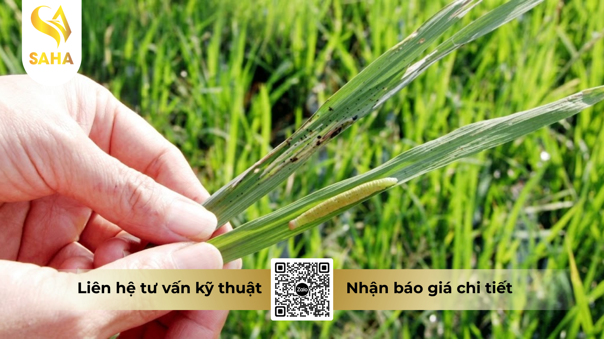 cong-dung-cua-thuoc-tru-sau-feat-25ec-hieu-sanoil-250.png