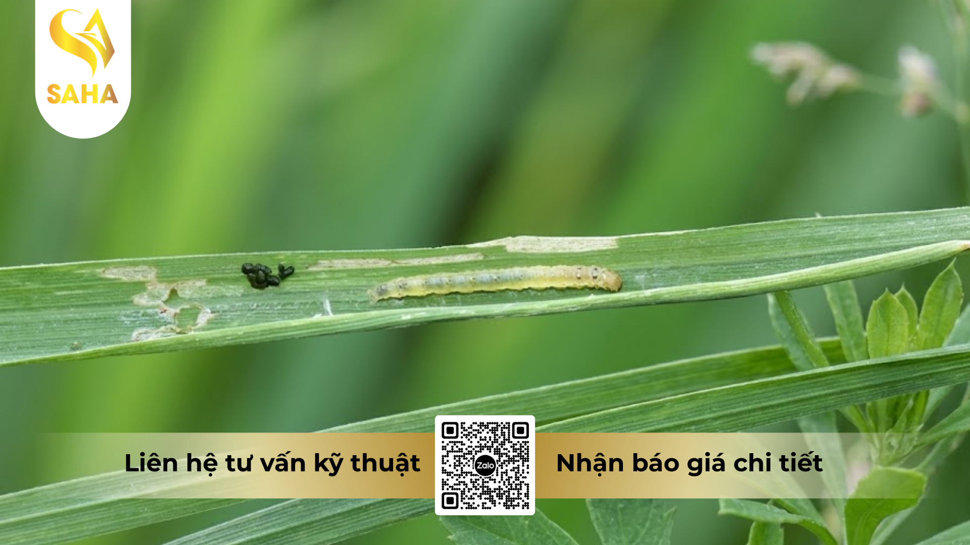cong-dung-cua-thuoc-tru-sau-feat-25ec-hieu-sanoil-250-450ml.png