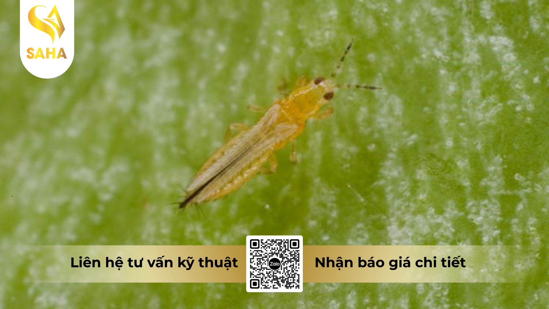 cong-dung-cua-thuoc-tru-sau-haihamec-3-6ec-hieu-dietoc-3-6.png