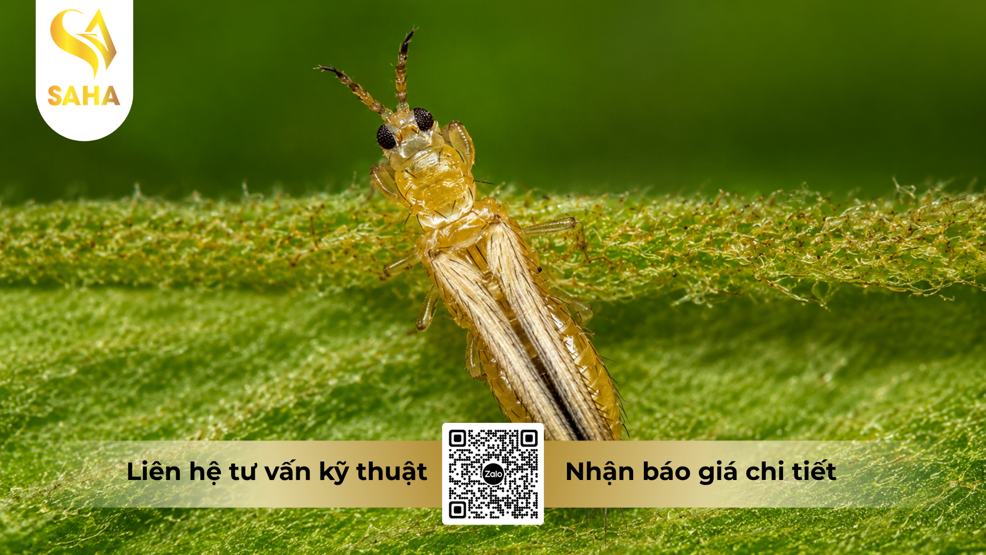 cong-dung-cua-thuoc-tru-sau-haihamec-3-6ec-hieu-reman-3-6.png