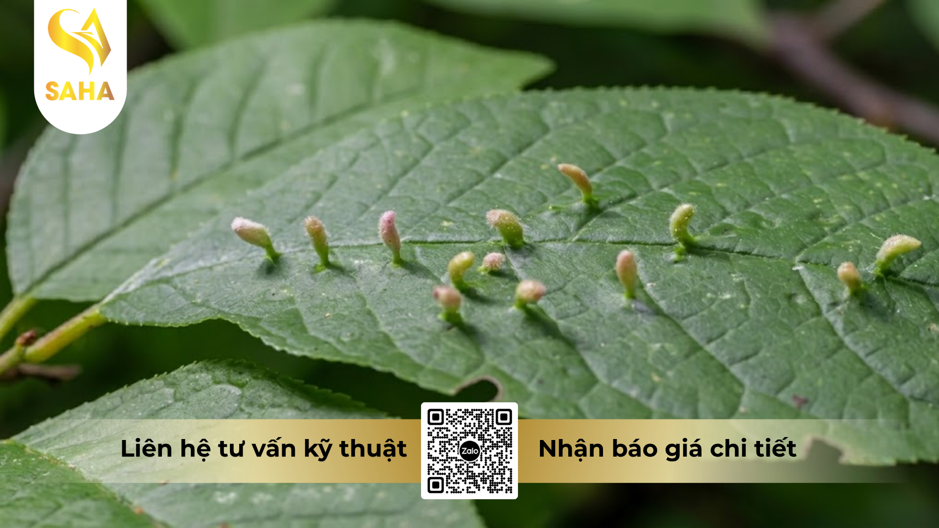 cong-dung-cua-thuoc-tru-sau-kimcis-20ec.png