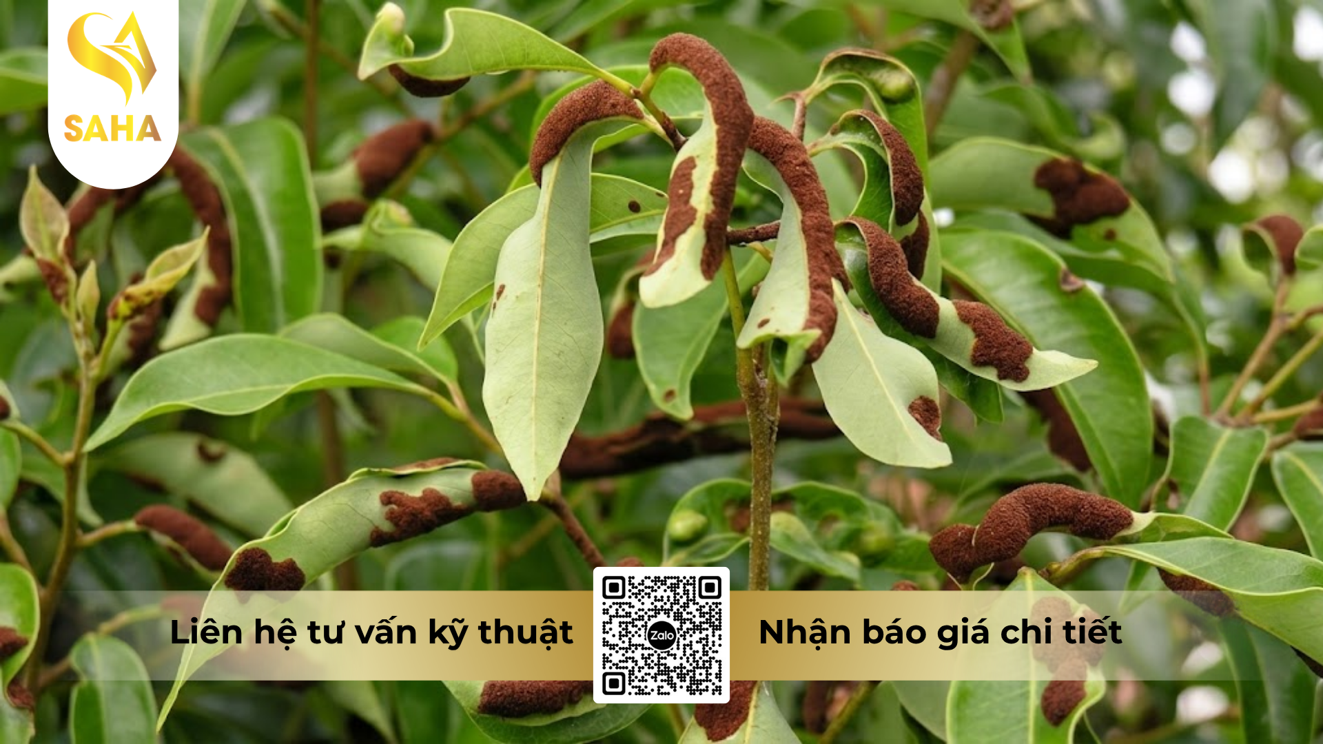 cong-dung-cua-thuoc-tru-sau-kimcis-20ec-450ml.png