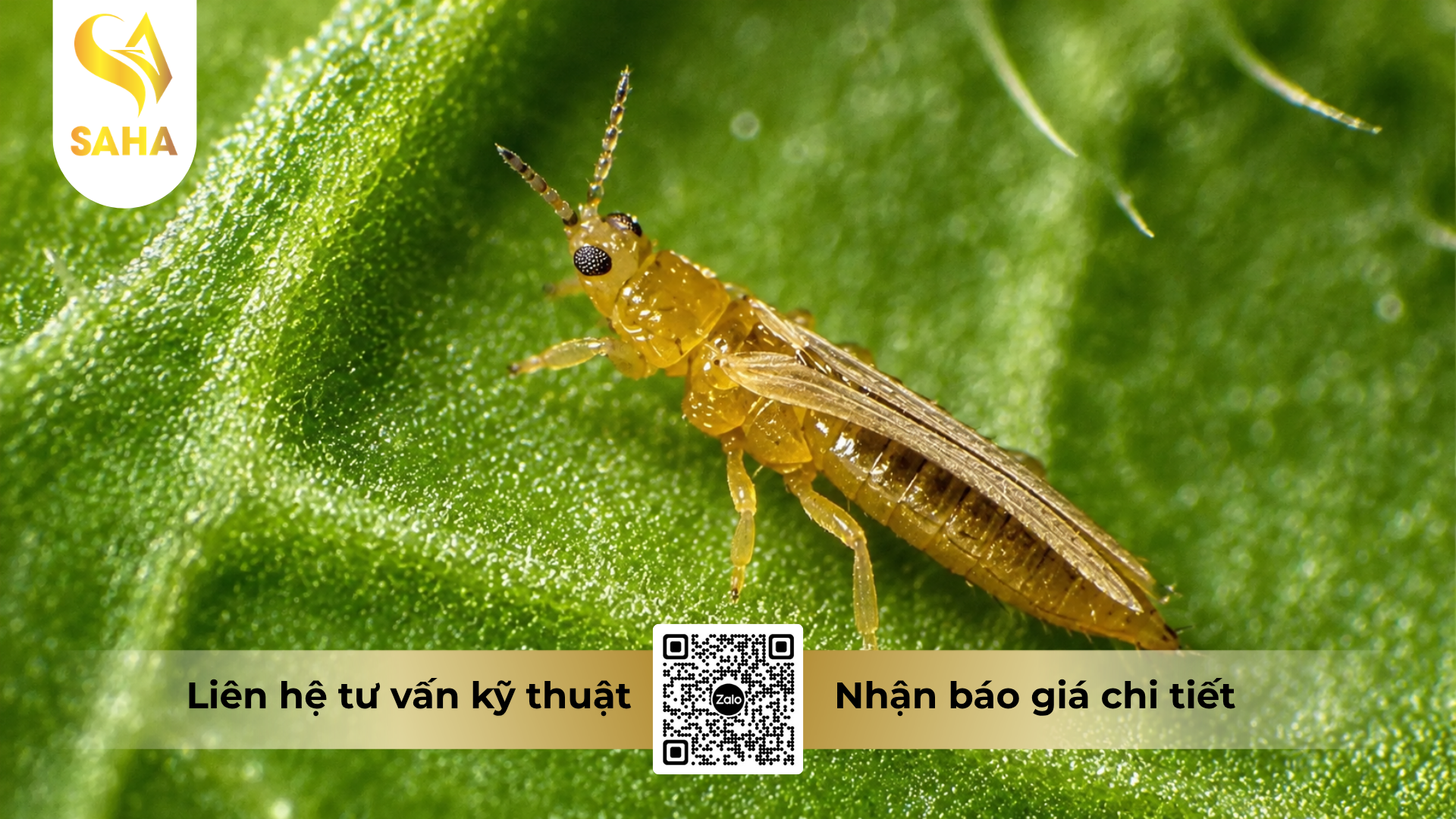 cong-dung-cua-thuoc-tru-sau-tasieu-1-9ec.png