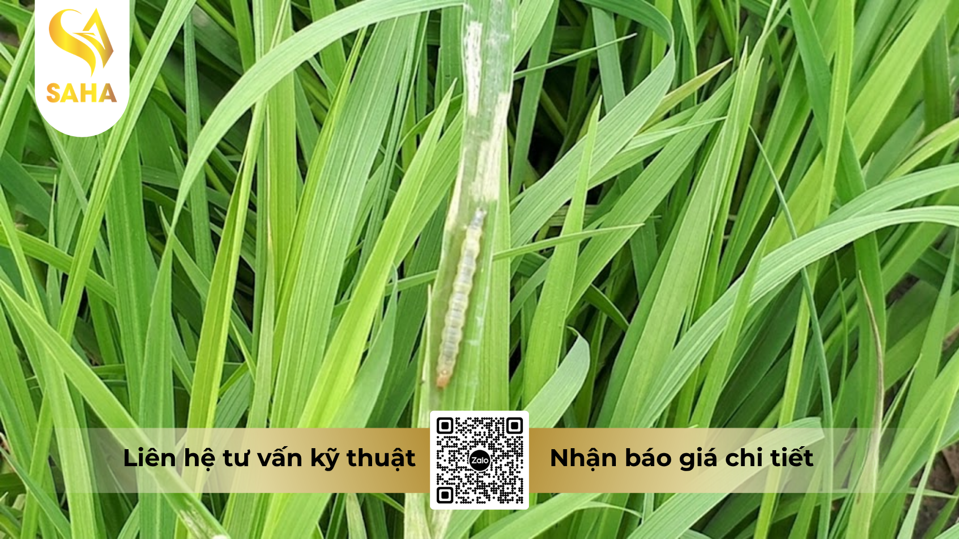 cong-dung-cua-thuoc-tru-sau-tc-nam-sao-20ec-hieu-su-tu-gam.png