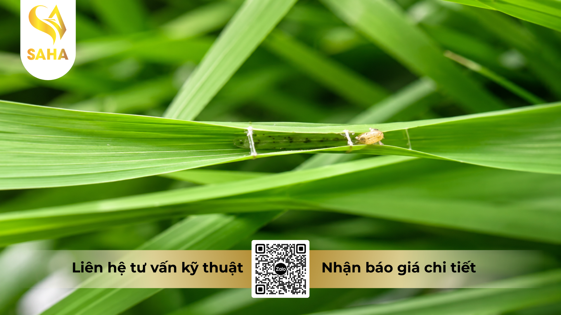 cong-dung-cua-thuoc-tru-sau-tiger-five-5ec-hieu-sanaba-5-0.png