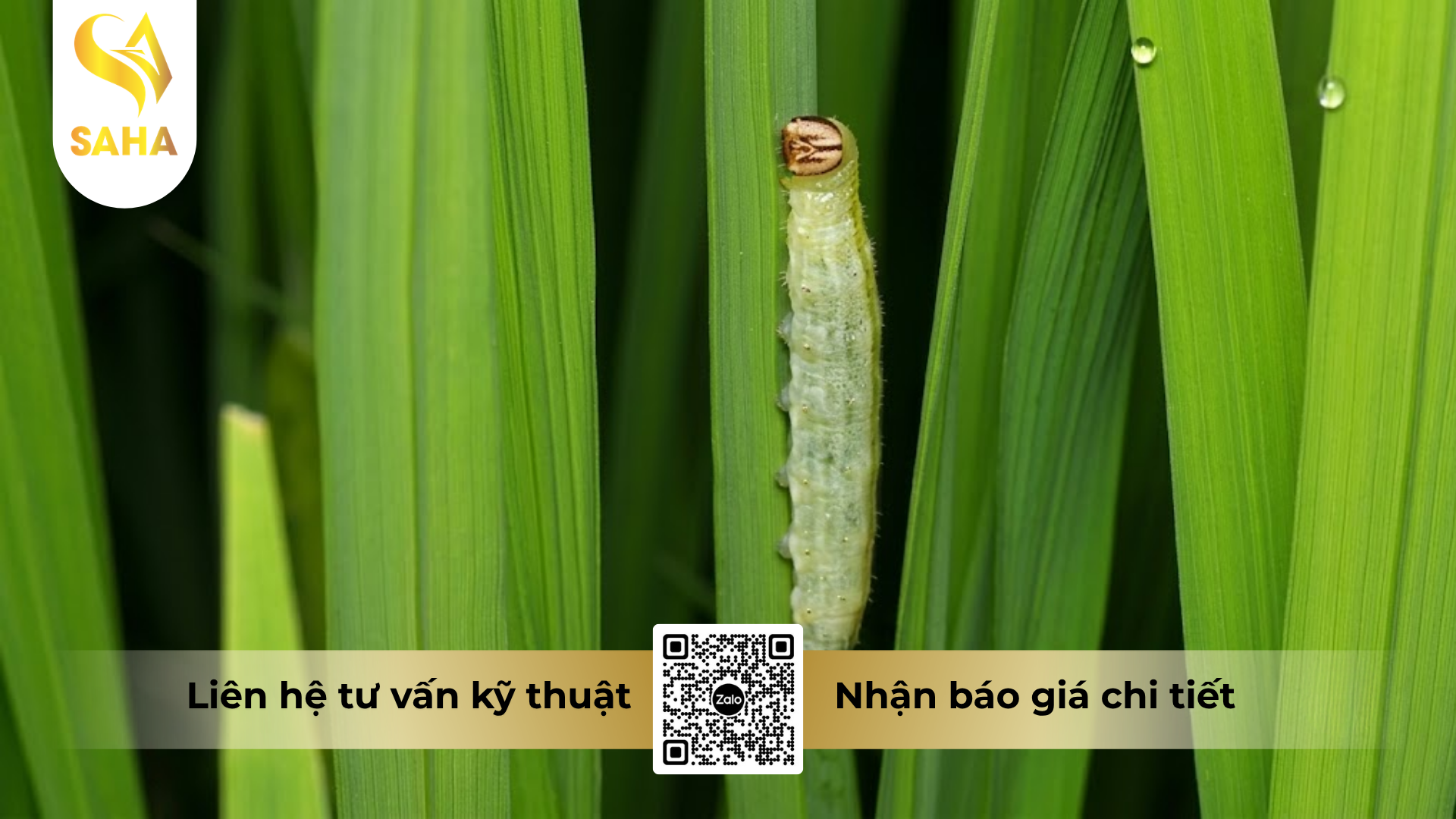 cong-dung-cua-thuoc-tru-sau-apache-10wg-hieu-emamax-t.png