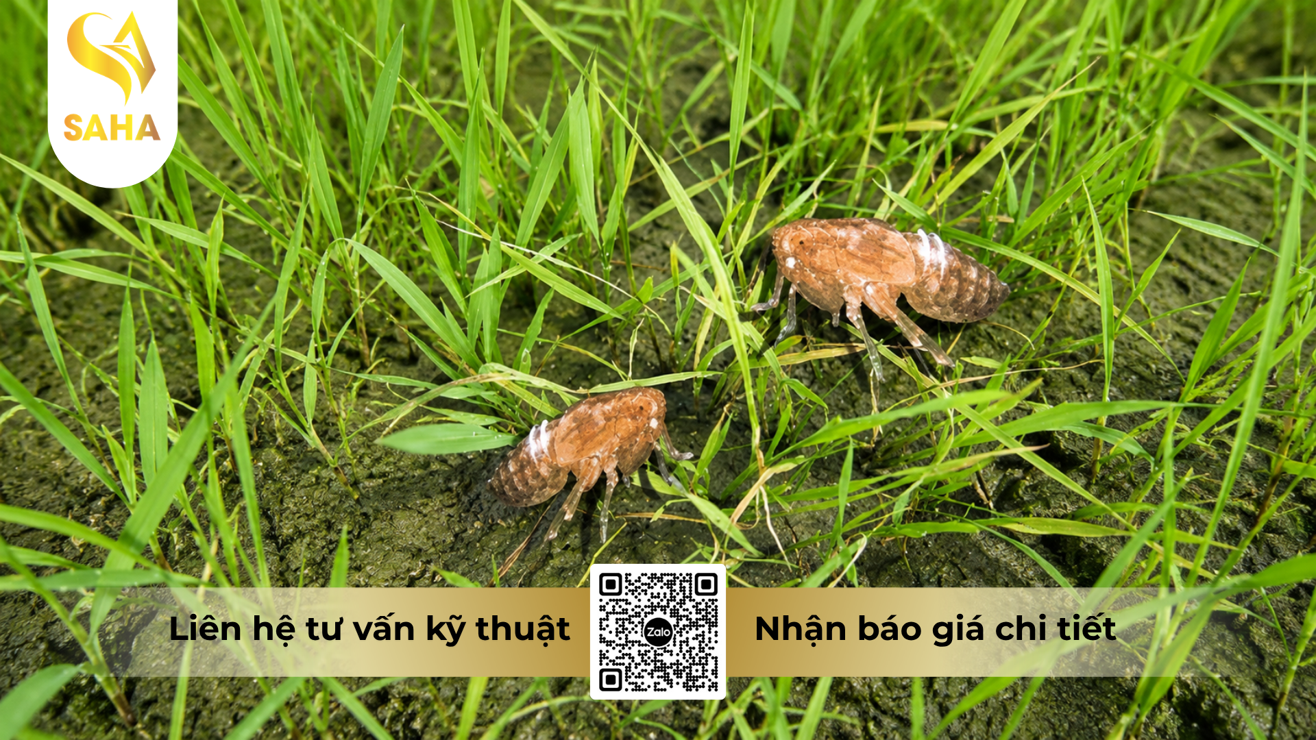 cong-dung-cua-thuoc-tru-sau-bemab-52wg.png