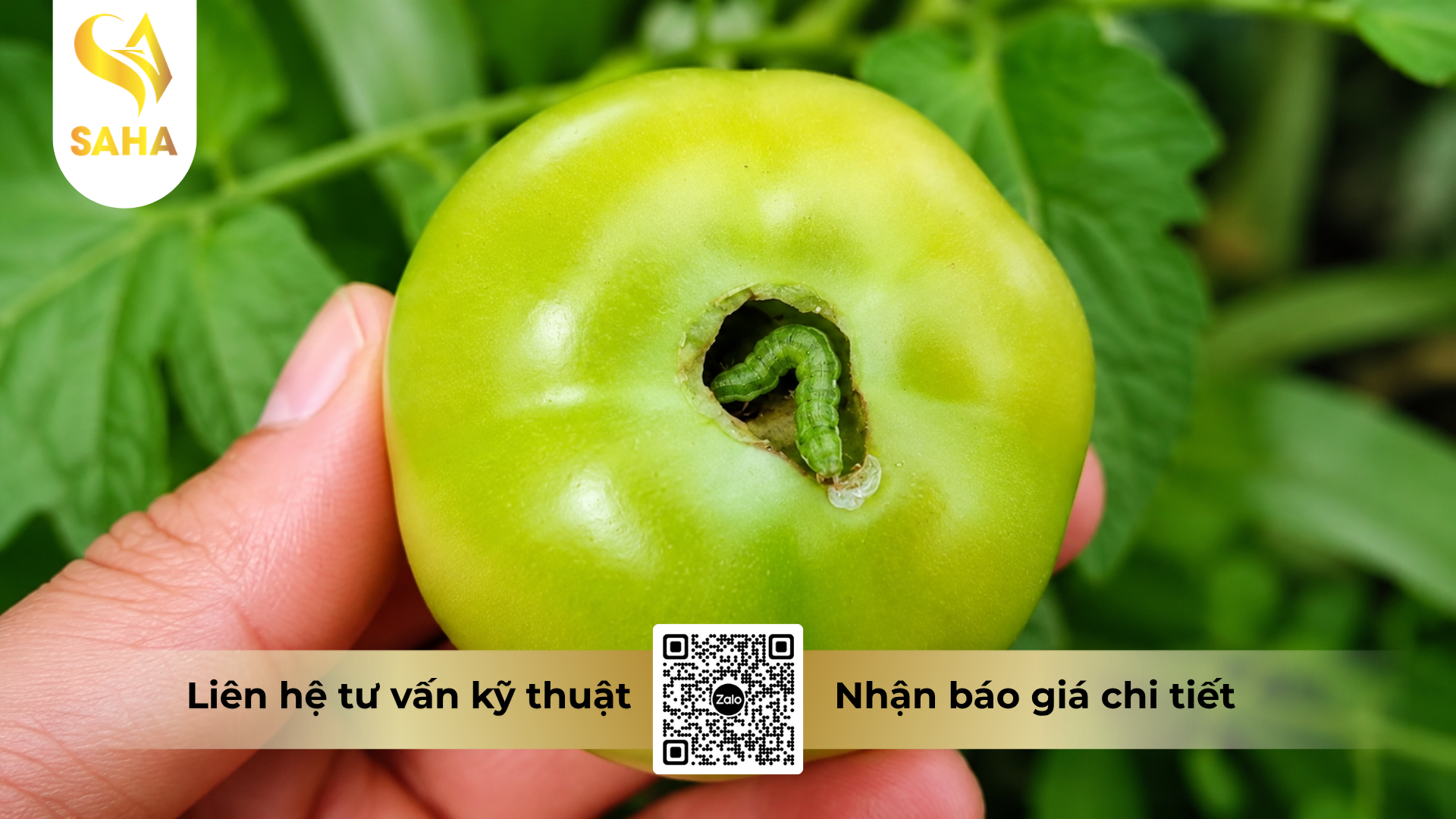 cong-dung-cua-thuoc-tru-sau-delfin-32wg-hieu-vua-sau.png