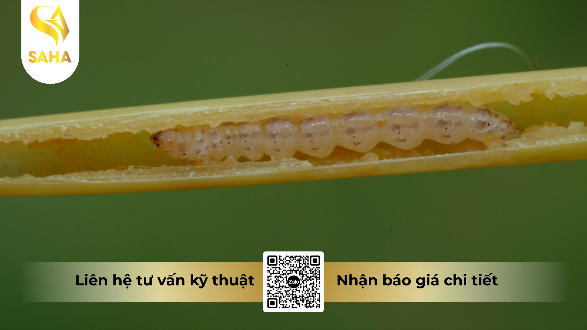 cong-dung-cua-thuoc-tru-sau-sinh-hoc-feroly-125wg-hieu-ematom-125.png