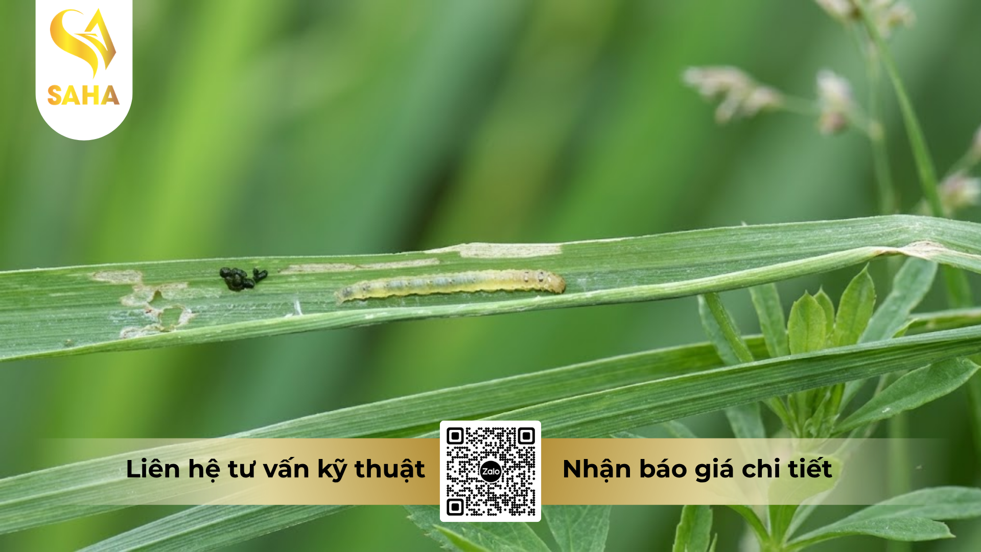cong-dung-cua-thuoc-tru-sau-feroly-125wg-hieu-emaqueen-125.png