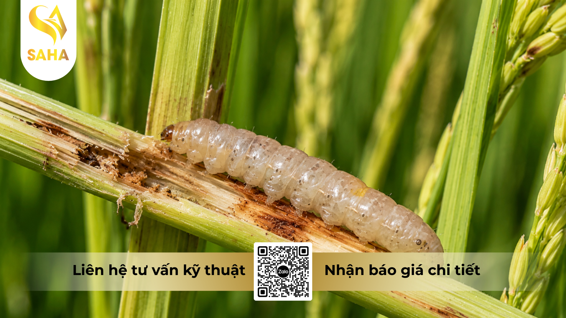 cong-dung-cua-thuoc-tru-sau-sun-eluron-45wg-hieu-shine-ron-450.png
