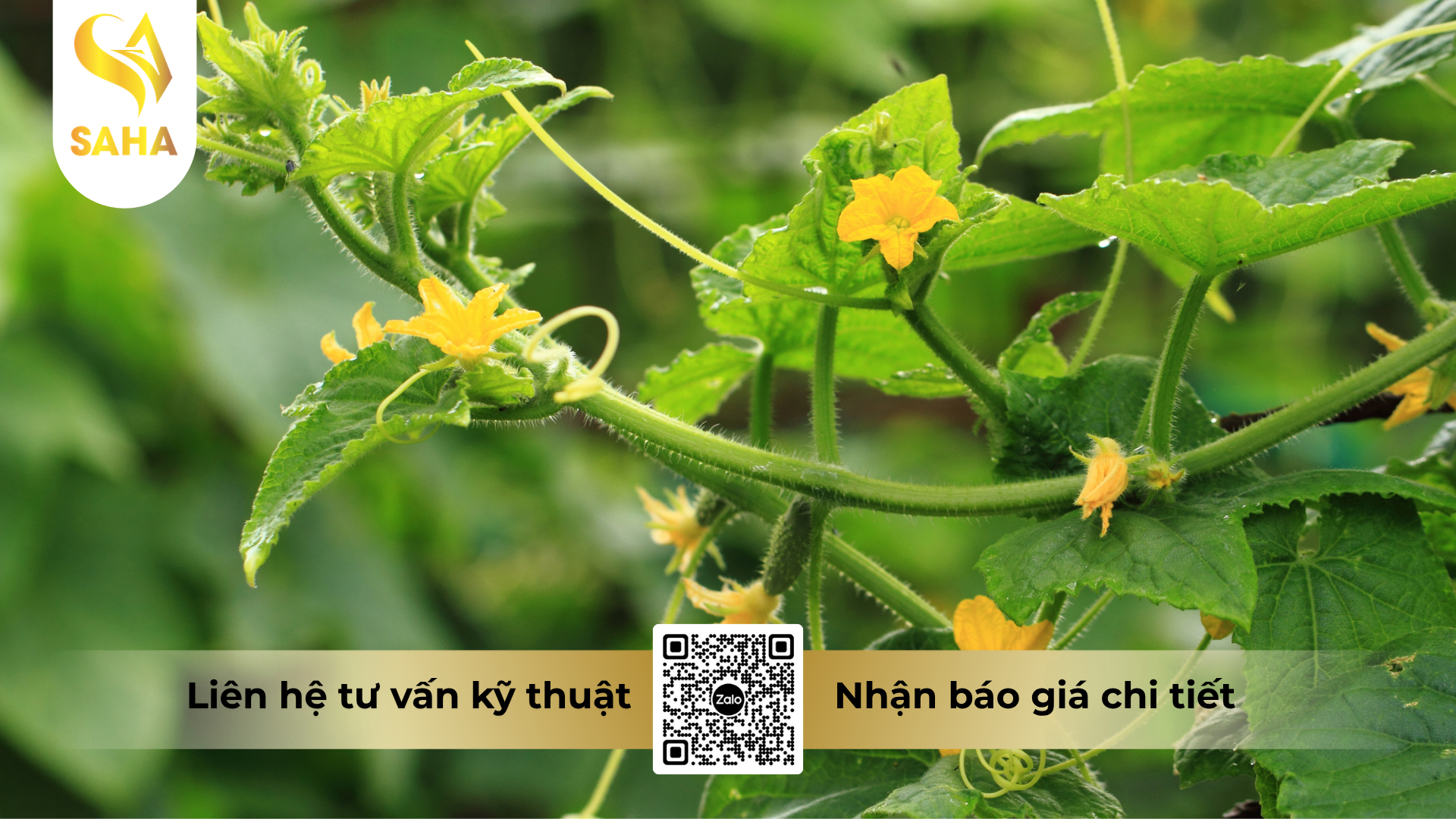 cau-hoi-thuong-gap-ve-thuoc-tru-sau-tumazine-500wp-hieu-ha-ma-cap.png
