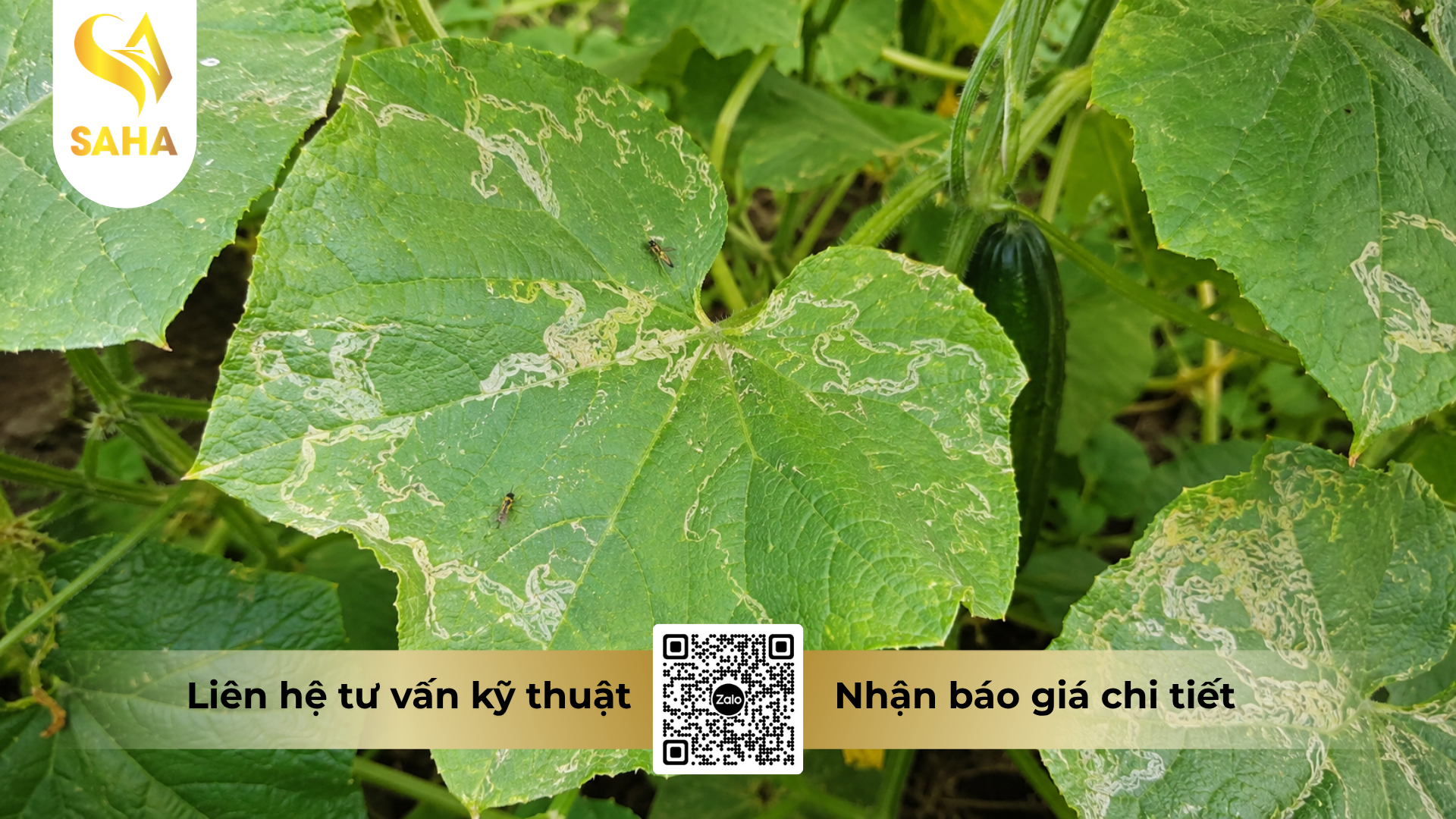 cong-dung-cua-thuoc-tru-sau-tumazine-500wp-hieu-ha-ma-cap.png