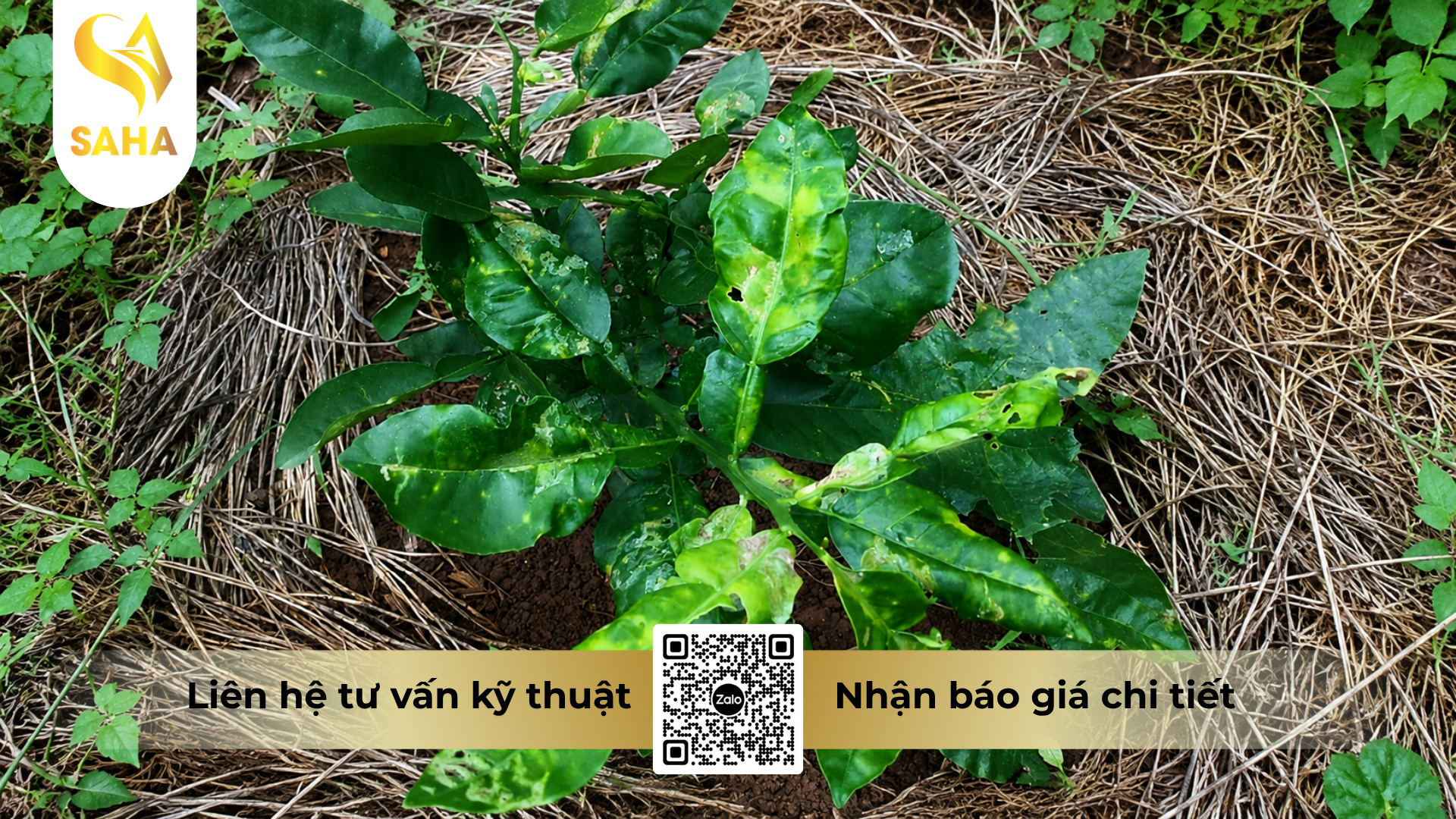 cong-dung-cua-thuoc-tru-sau-tumazine-500wp-hieu-ha-ma-cap-ve-bua.png