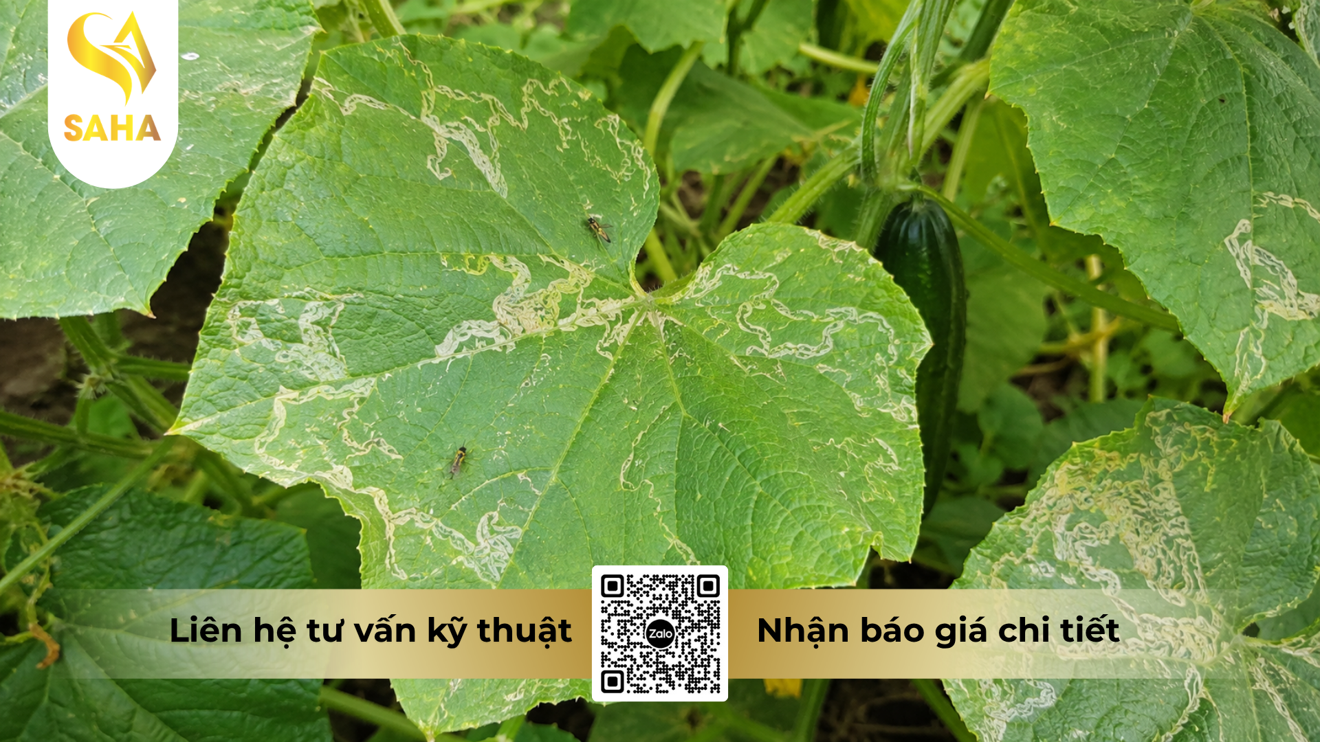 cau-hoi-thuong-gap-ve-thuoc-tru-sau-tumazine-500wp-hieu-ha-ma-cap-ve-bua.png