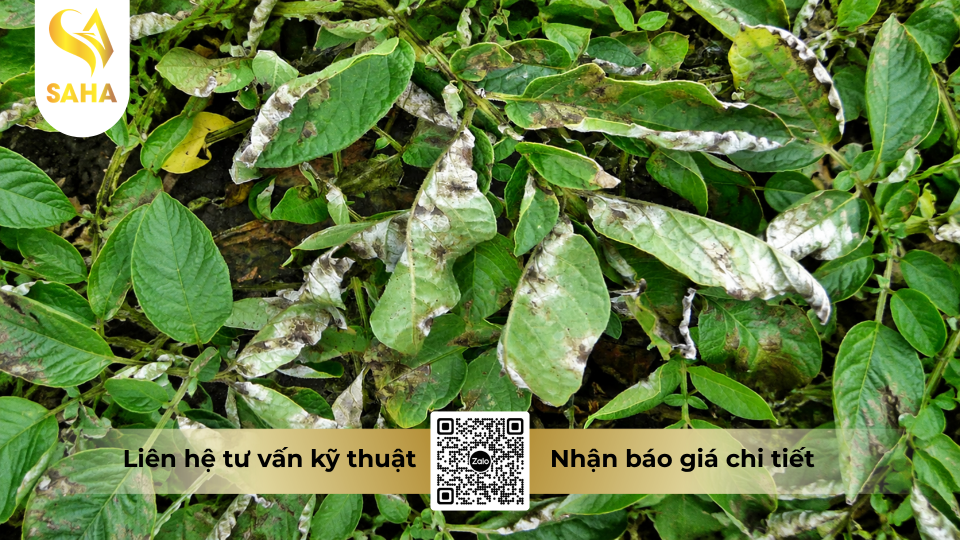 cong-dung-cua-thuoc-tru-benh-acodyl-25ec-240ml.png