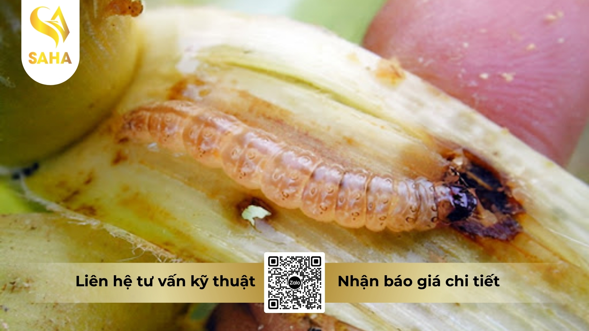 cong-dung-thuoc-tru-sau-afudan-3gr.jpg