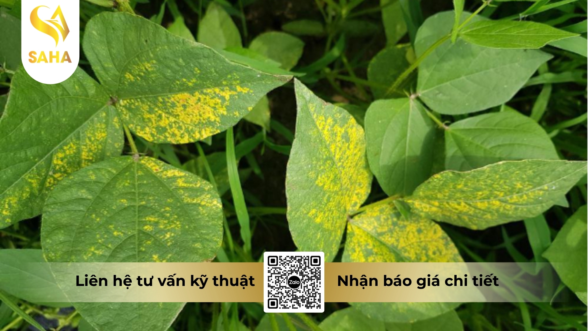 thong-tin-chung-thuoc-tru-benh-aglasoto-30sc.jpg