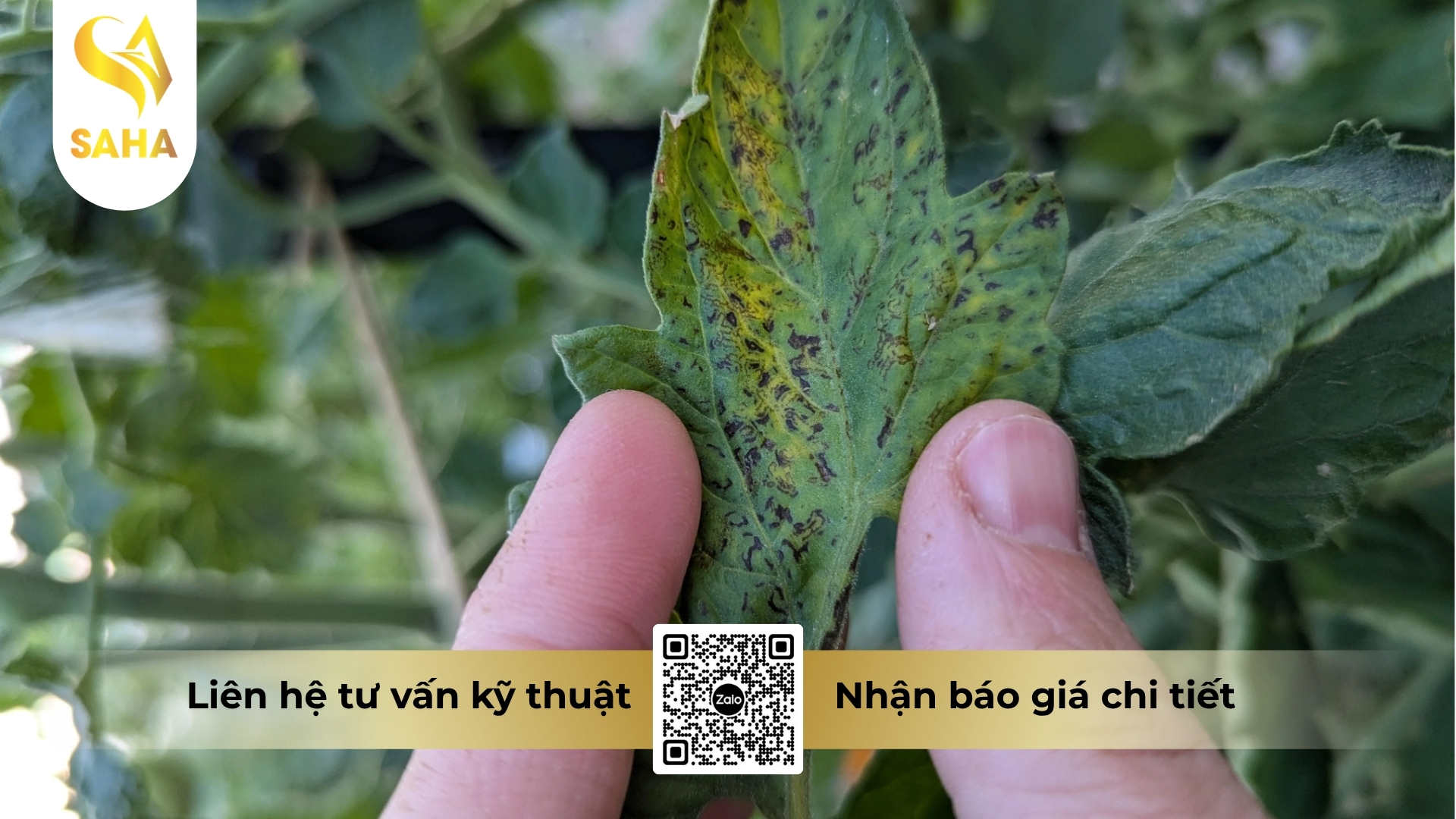 cong-dung-thuoc-tru-benh-aglasoto-30sc.jpg