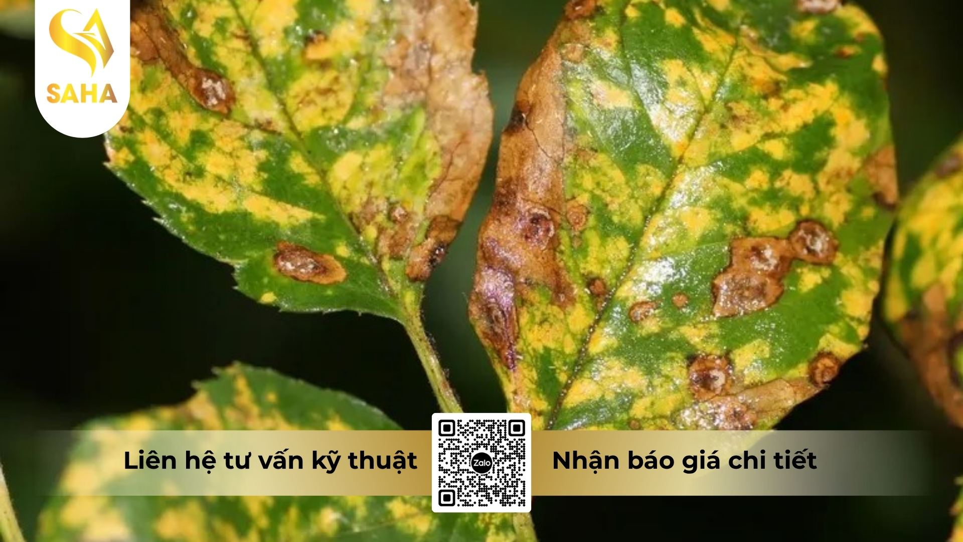 cau-hoi-thuong-gap.jpg
