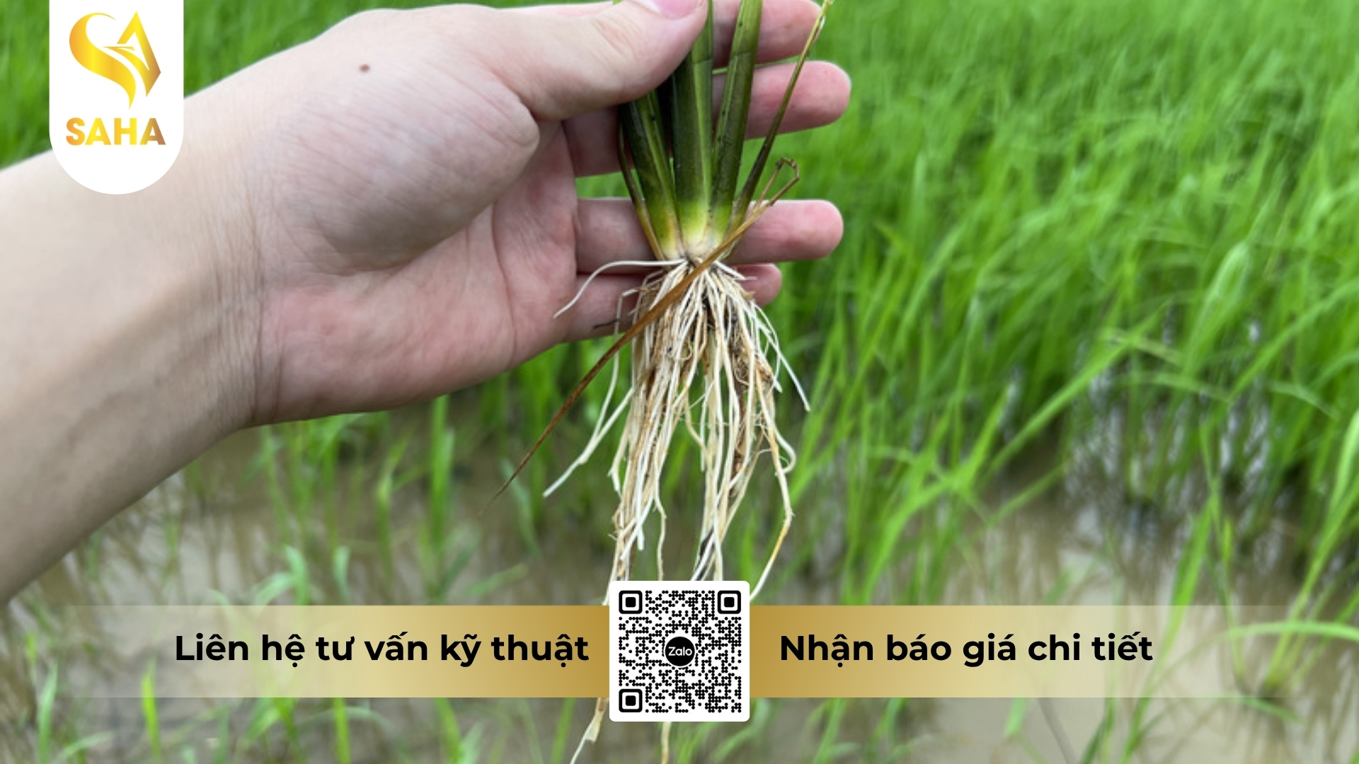thong-tin-chung-thuoc-dieu-hoa-sinh-truong-agn-tonic-18-5sl.jpg