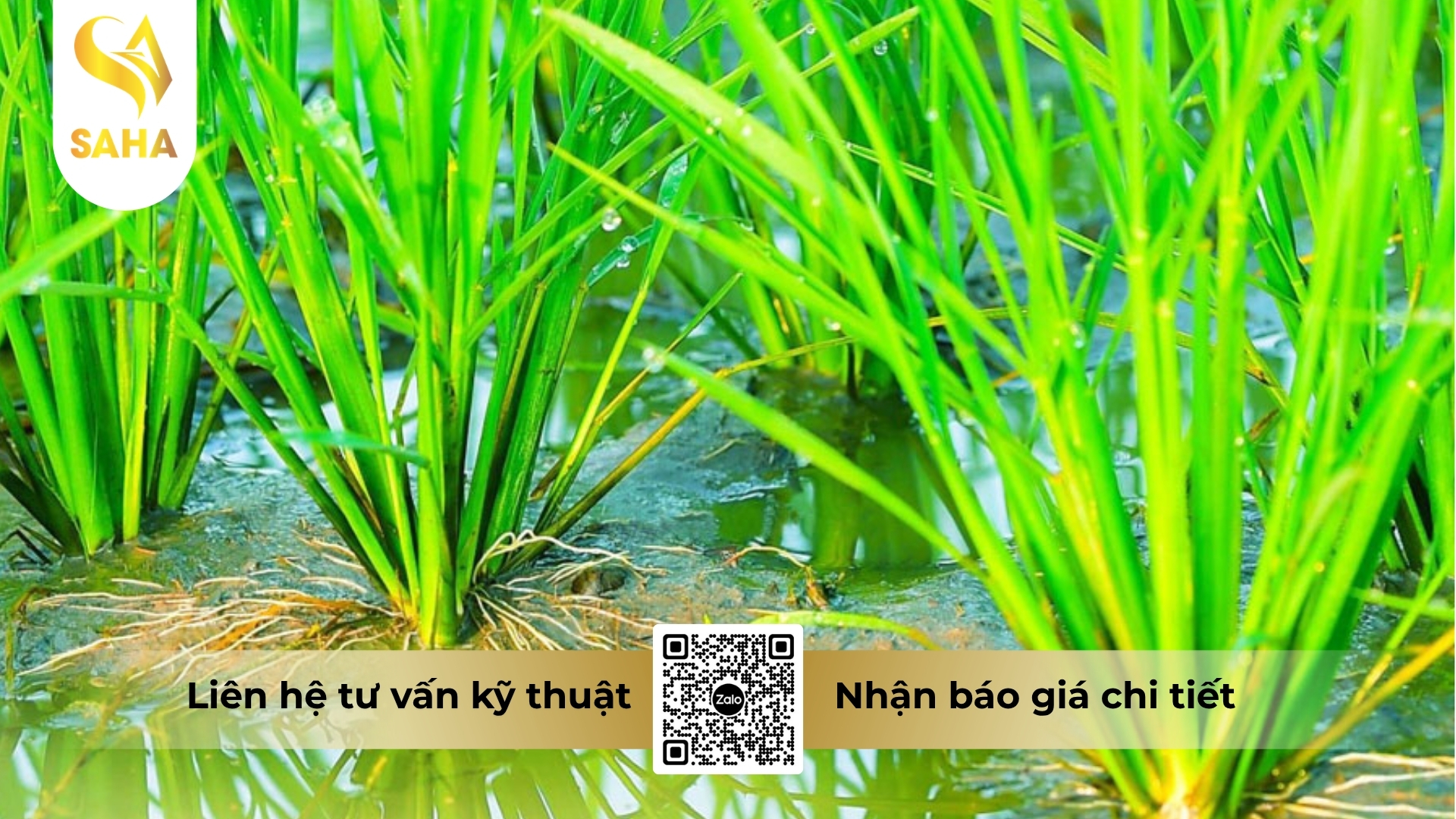 cong-dung-thuoc-dieu-hoa-sinh-truong-agn-tonic-18-5sl.jpg