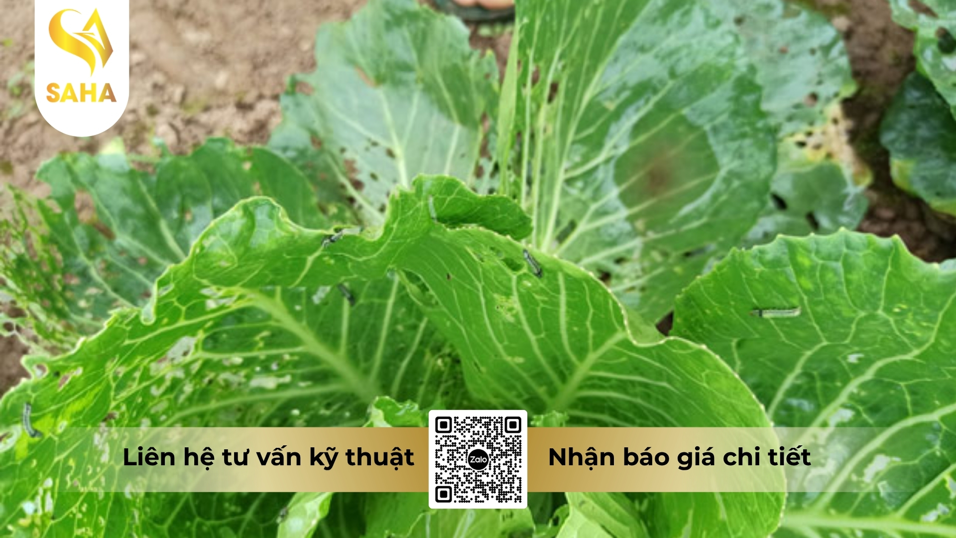 cau-hoi-thuong-gap.jpg