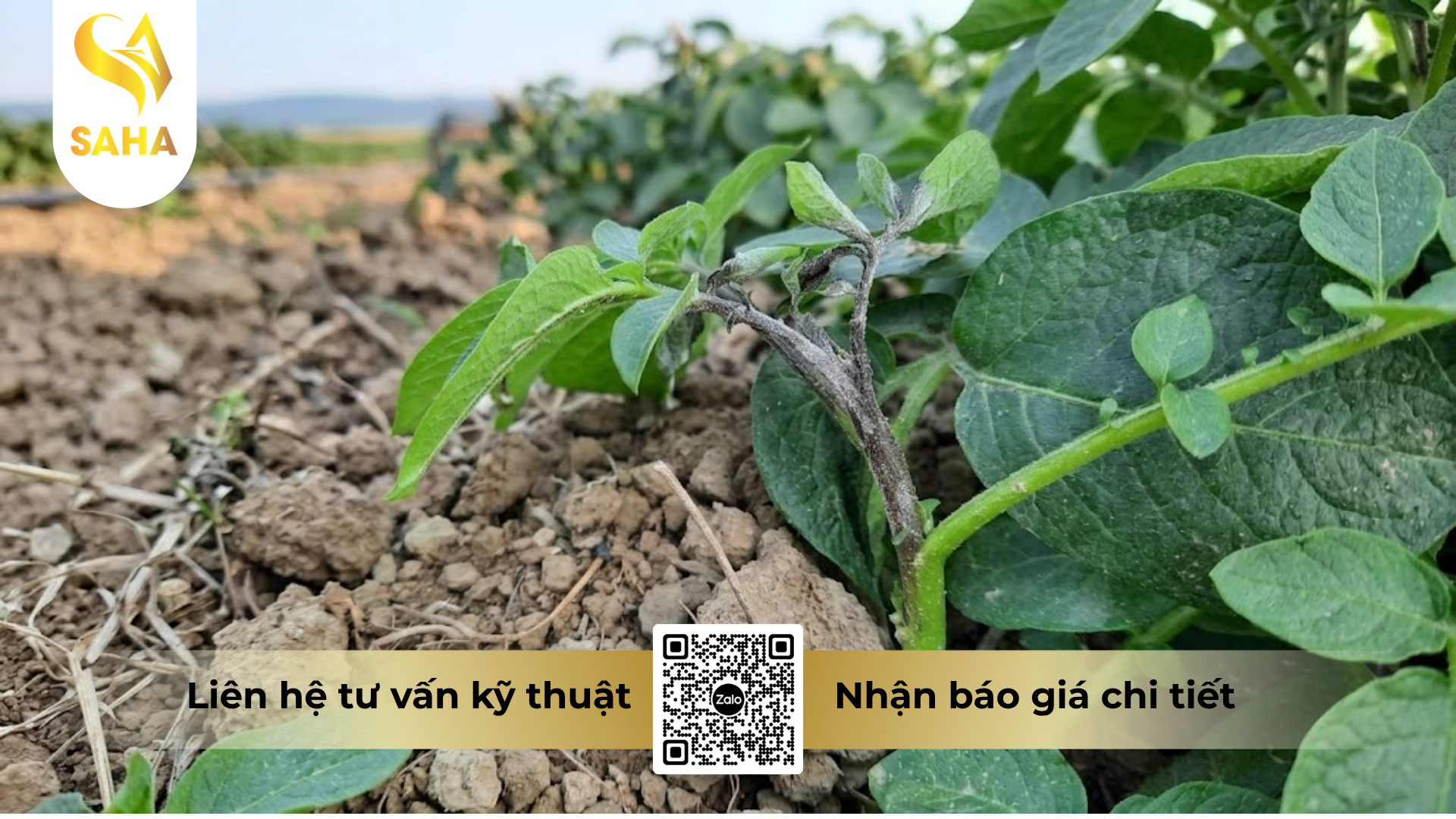 cong-dung-cua-thuoc-tru-benh-acodyl-25ec-hieu-hadyl-250.png