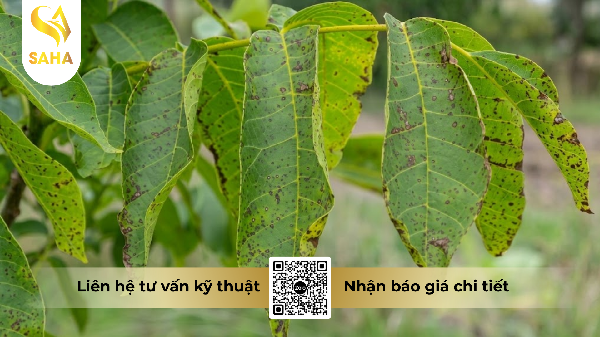 cong-dung-cua-thuoc-tru-benh-avial-660sc.png