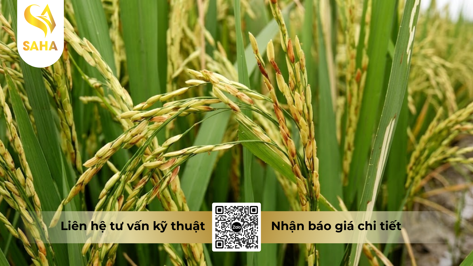 cong-dung-cua-thuoc-tru-benh-bretil-super-300ec-hieu-happy-super-300.png