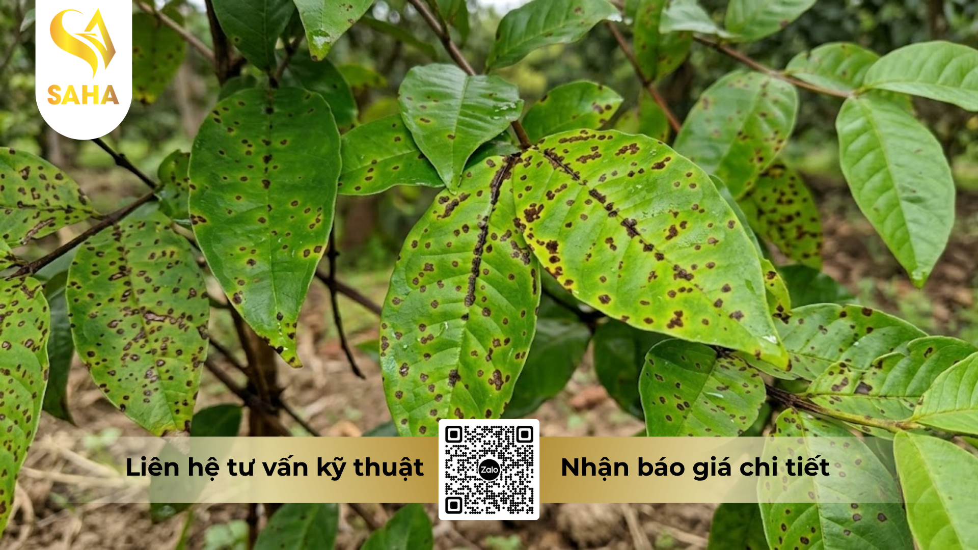 cong-dung-cua-thuoc-tru-benh-carolin-25sc-hieu-azotep-250.png