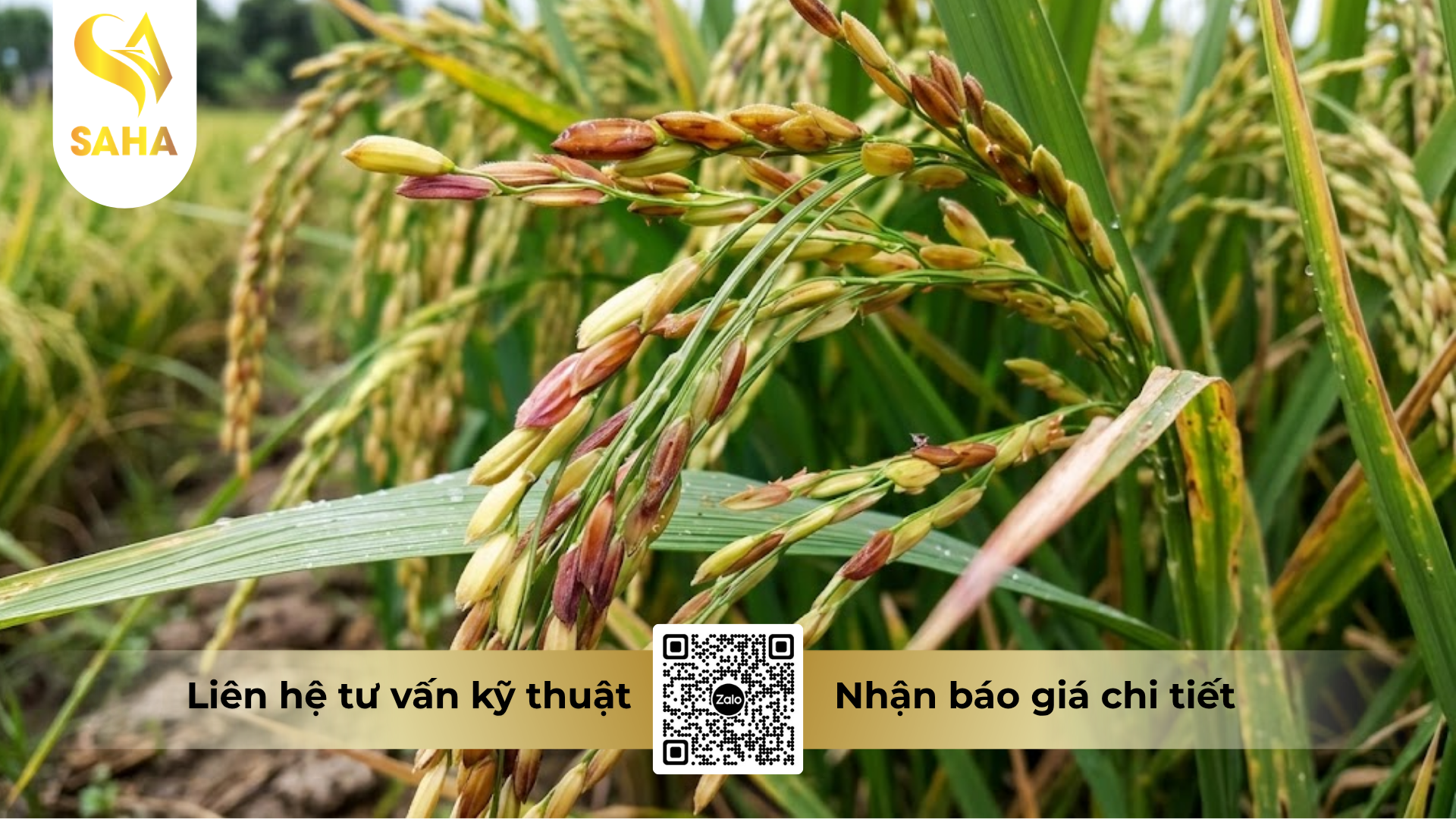 cong-dung-cua-thuoc-tru-benh-kamsu-2sl.png