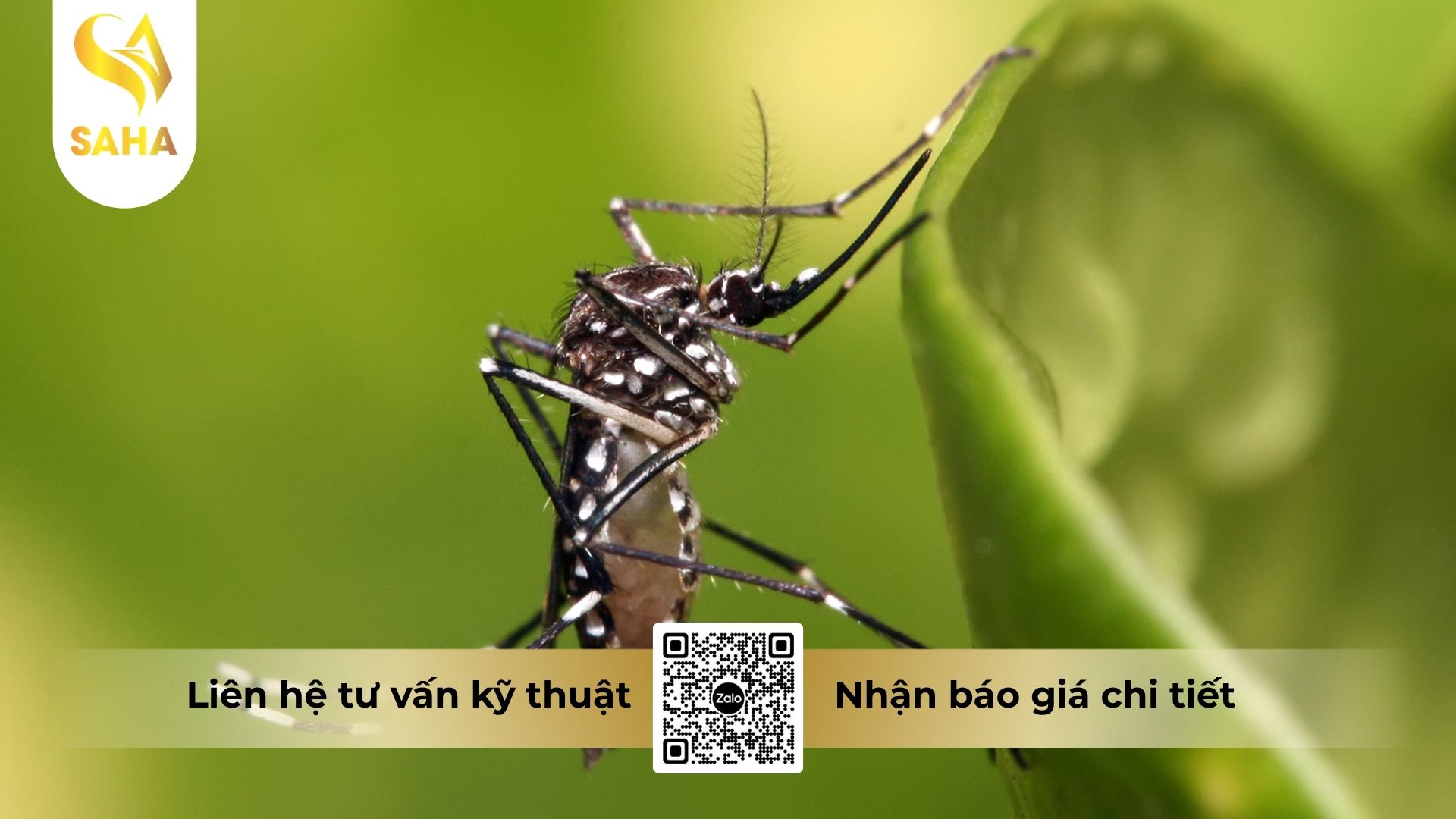 thong-tin-chung-che-pham-alabama-550ec.jpg