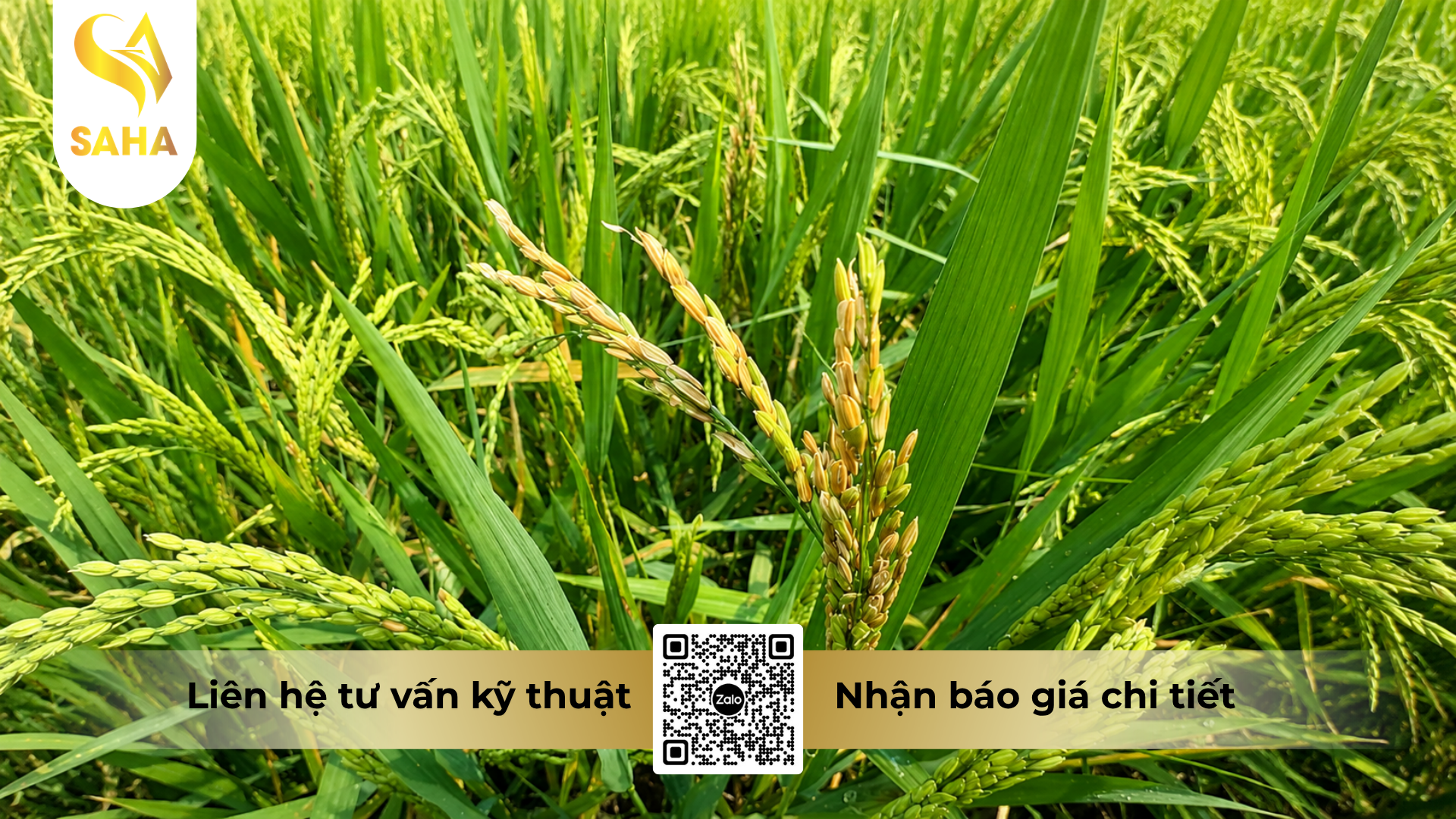 cong-dung-cua-thuoc-tru-benh-king-cide-japan-460sc-hieu-tomking-japan-460.png