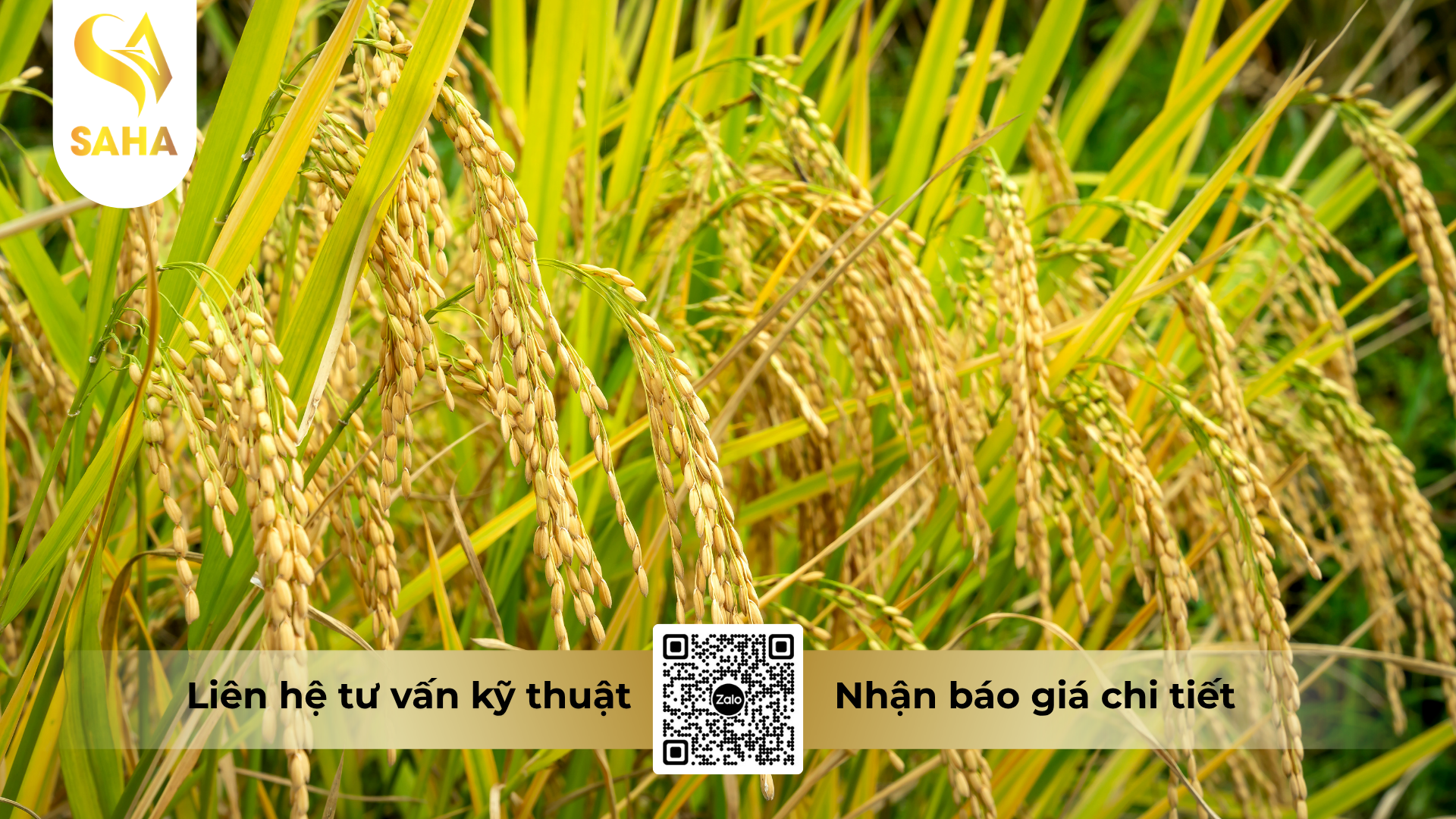 cau-hoi-thuong-gap-ve-thuoc-tru-benh-king-cide-japan-460sc-hieu-tomking-japan-460.png
