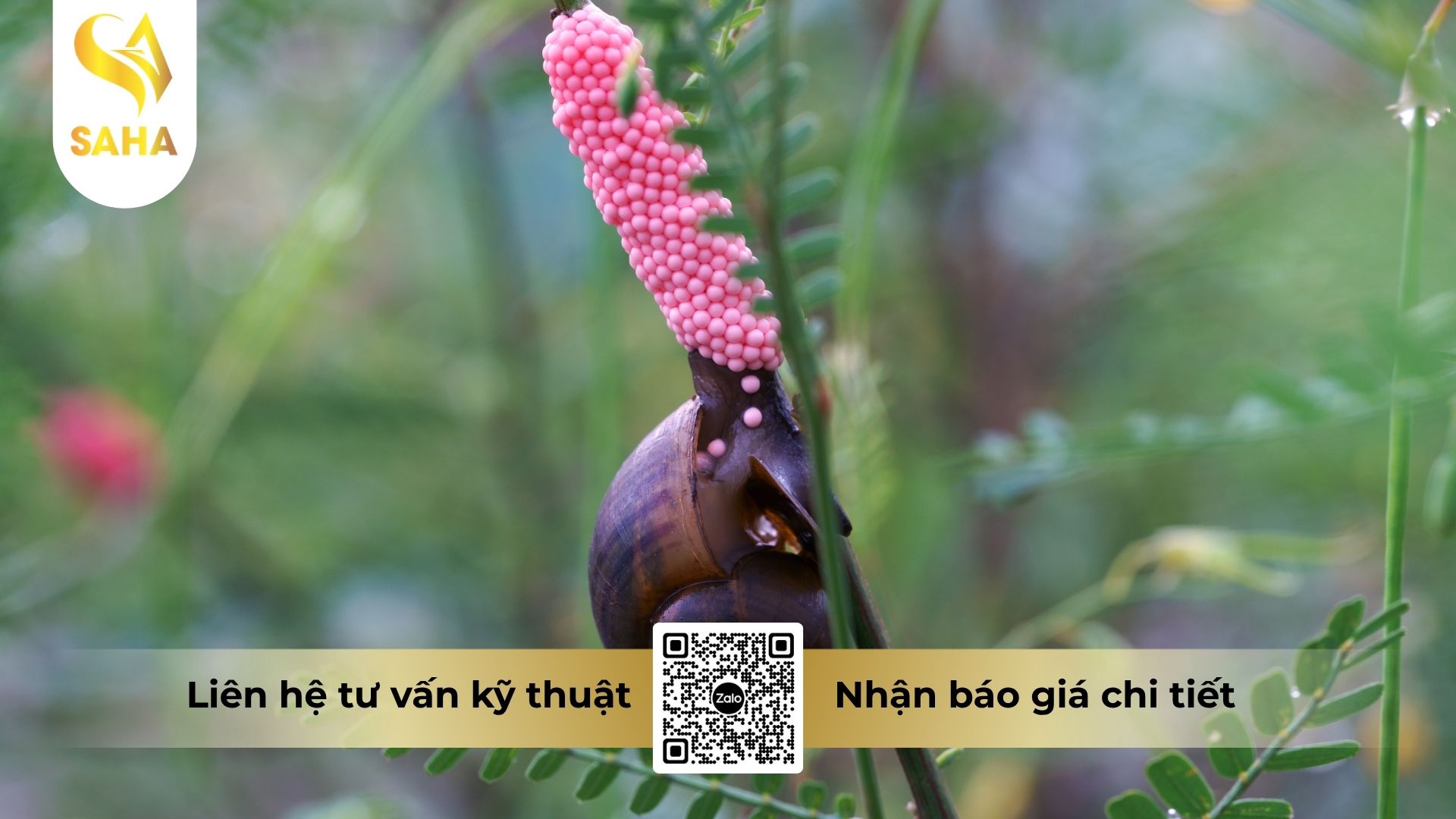 thong-tin-chung-thuoc-tru-oc-aladin-700wp.jpg