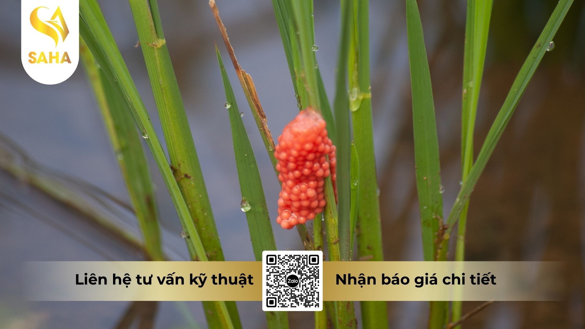 cong-dung-thuoc-tru-sau-agri-one-1sl.jpg