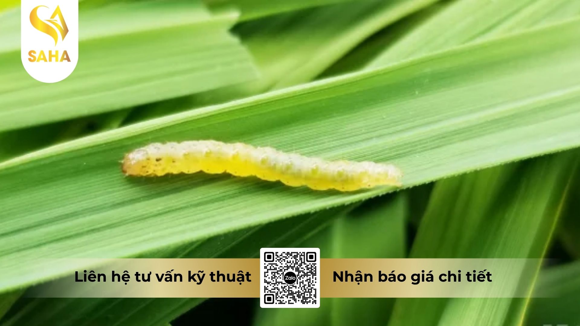thong-tin-chung-thuoc-tru-sau-alantic-140wg.jpg