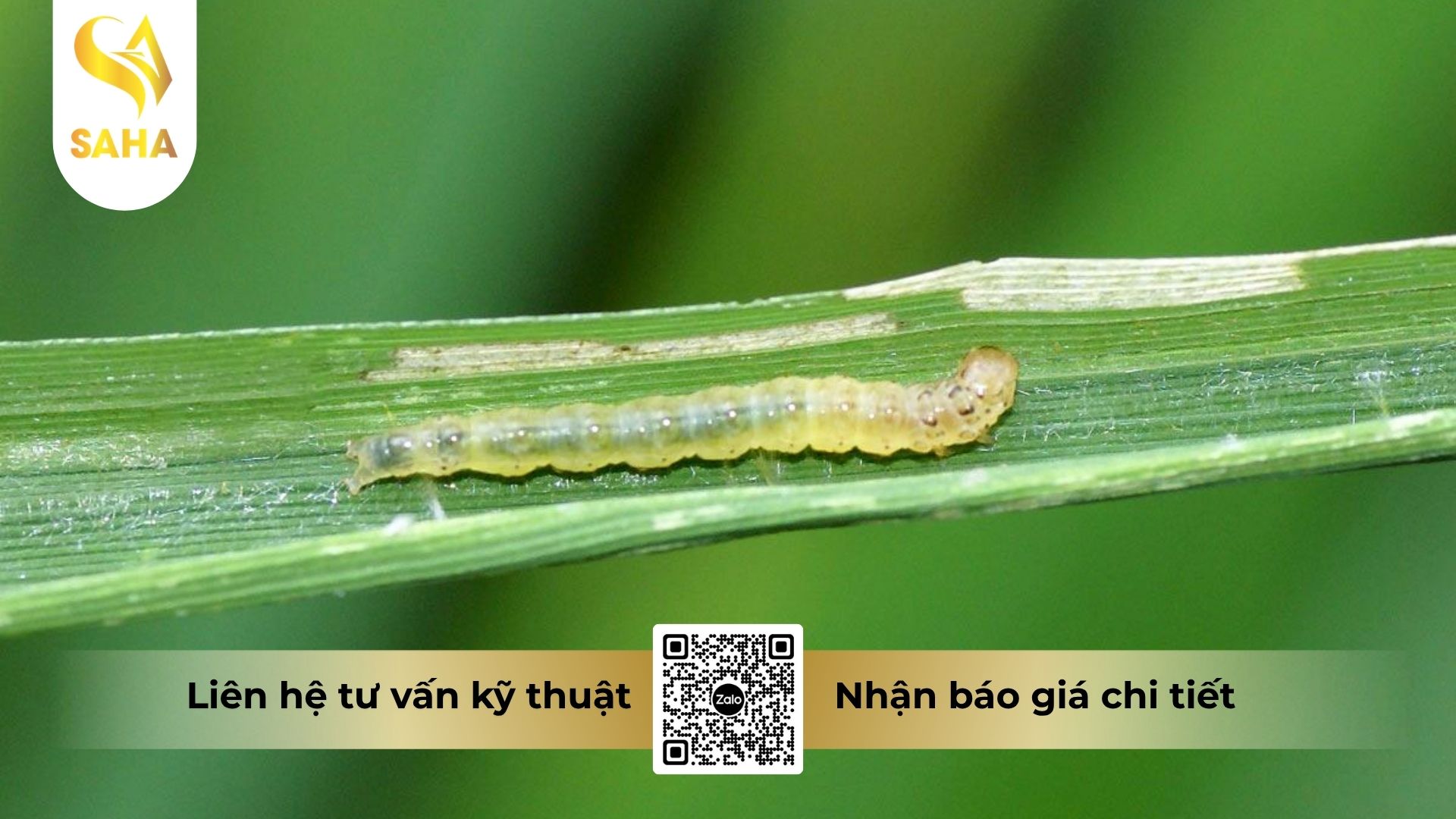 cong-dung-thuoc-tru-sau-alantic-140wg.jpg