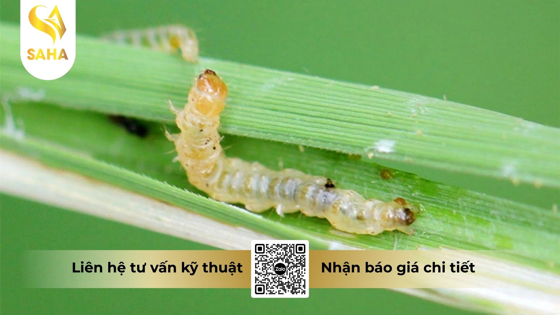 cau-hoi-thuong-gap.jpg
