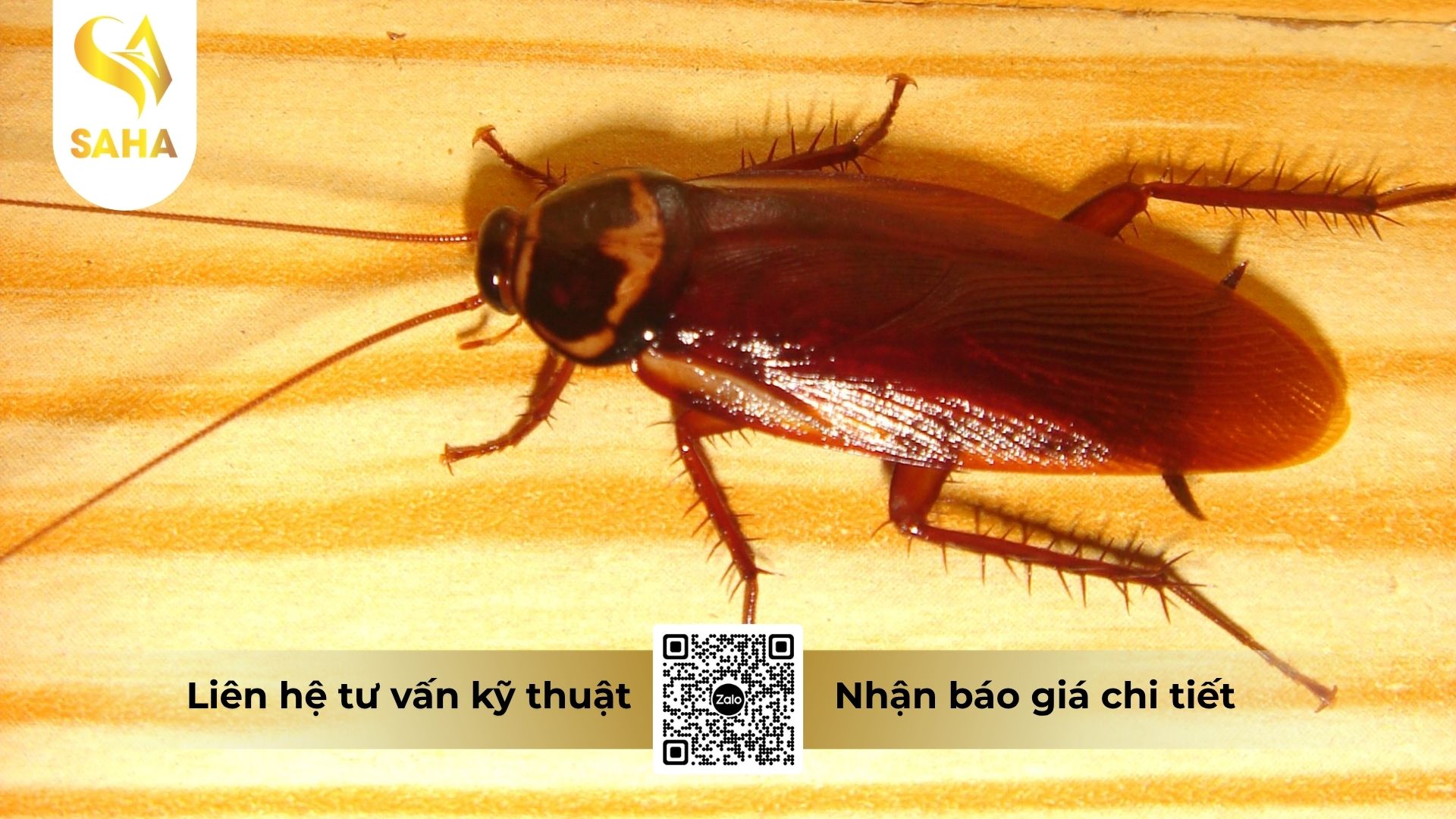 cong-dung-che-pham-alaska-10sc.jpg