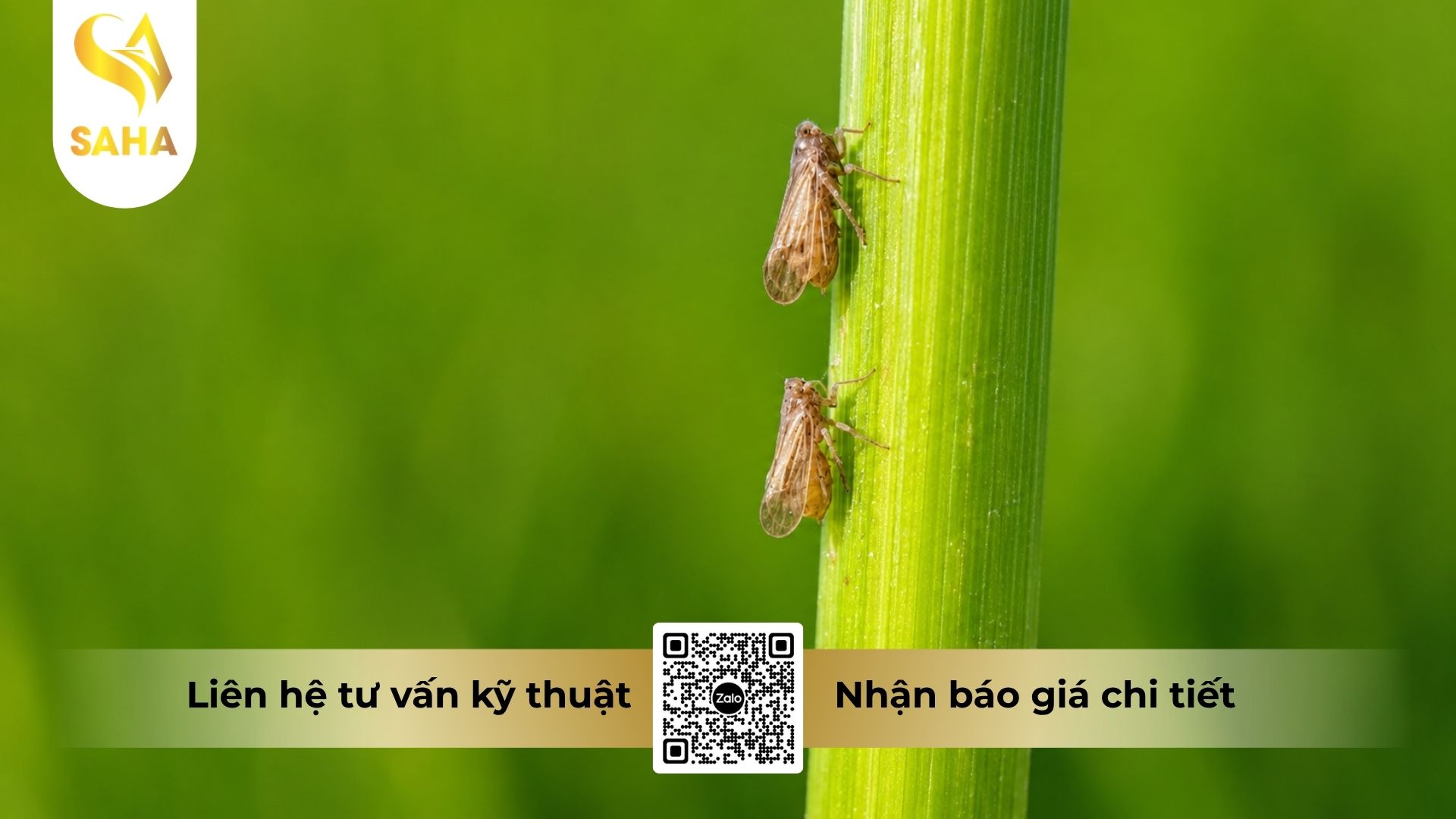 thong-tin-chung-thuoc-tru-sau-alibaba-6-0ec.jpg